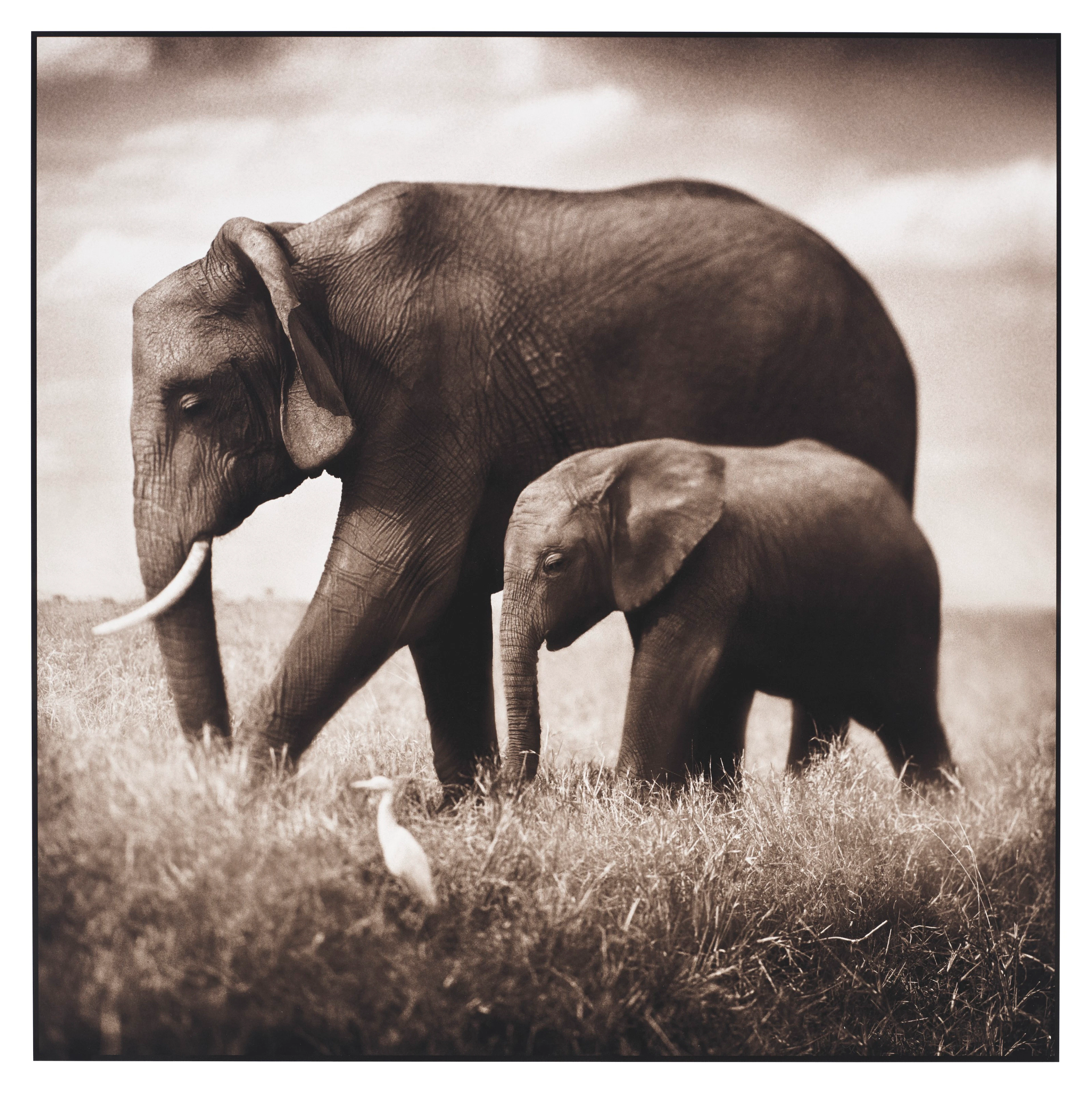 NICK BRANDT (B. 1966)