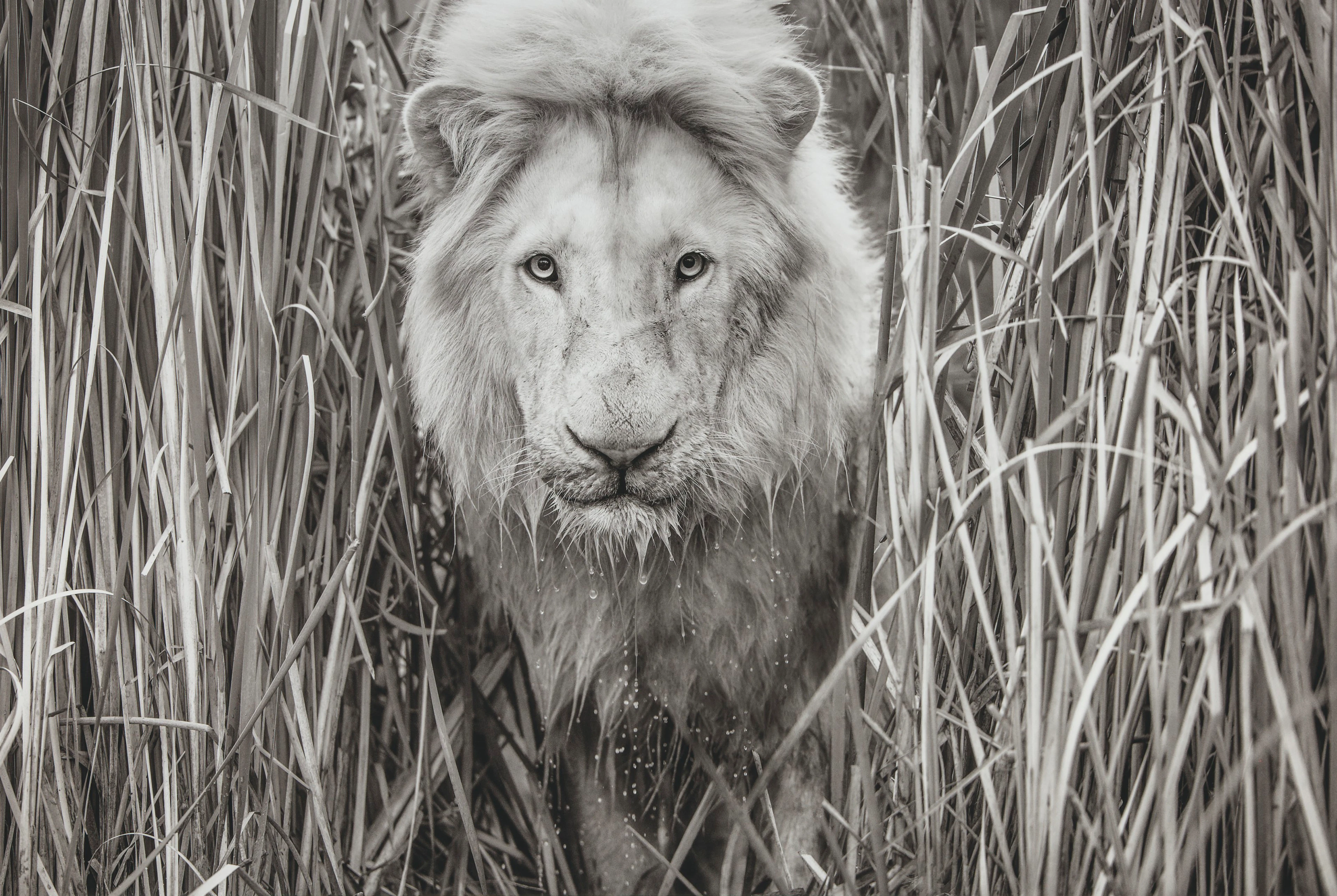 DAVID YARROW (NÉ EN 1966)