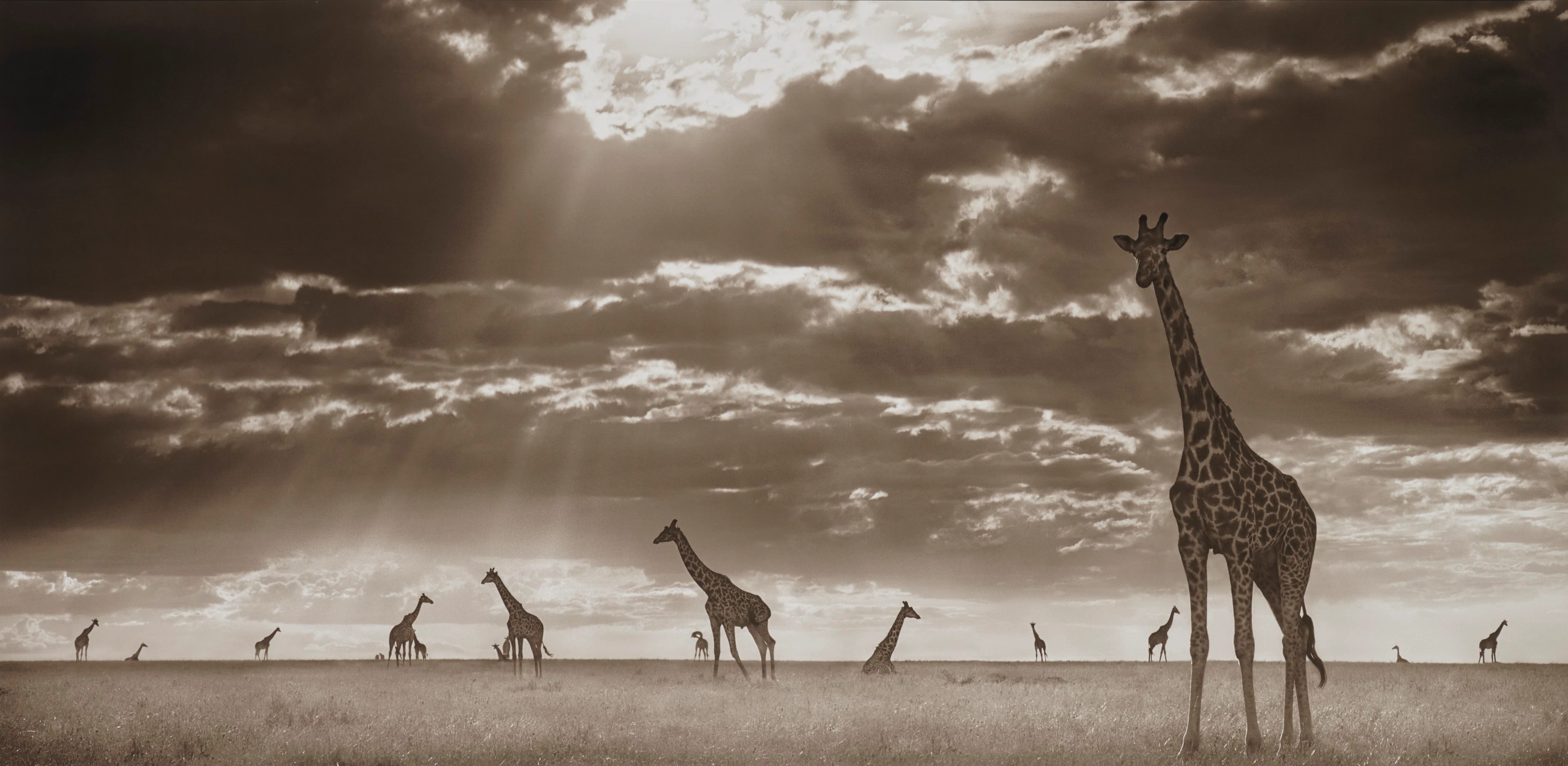 NICK BRANDT (B. 1966)
