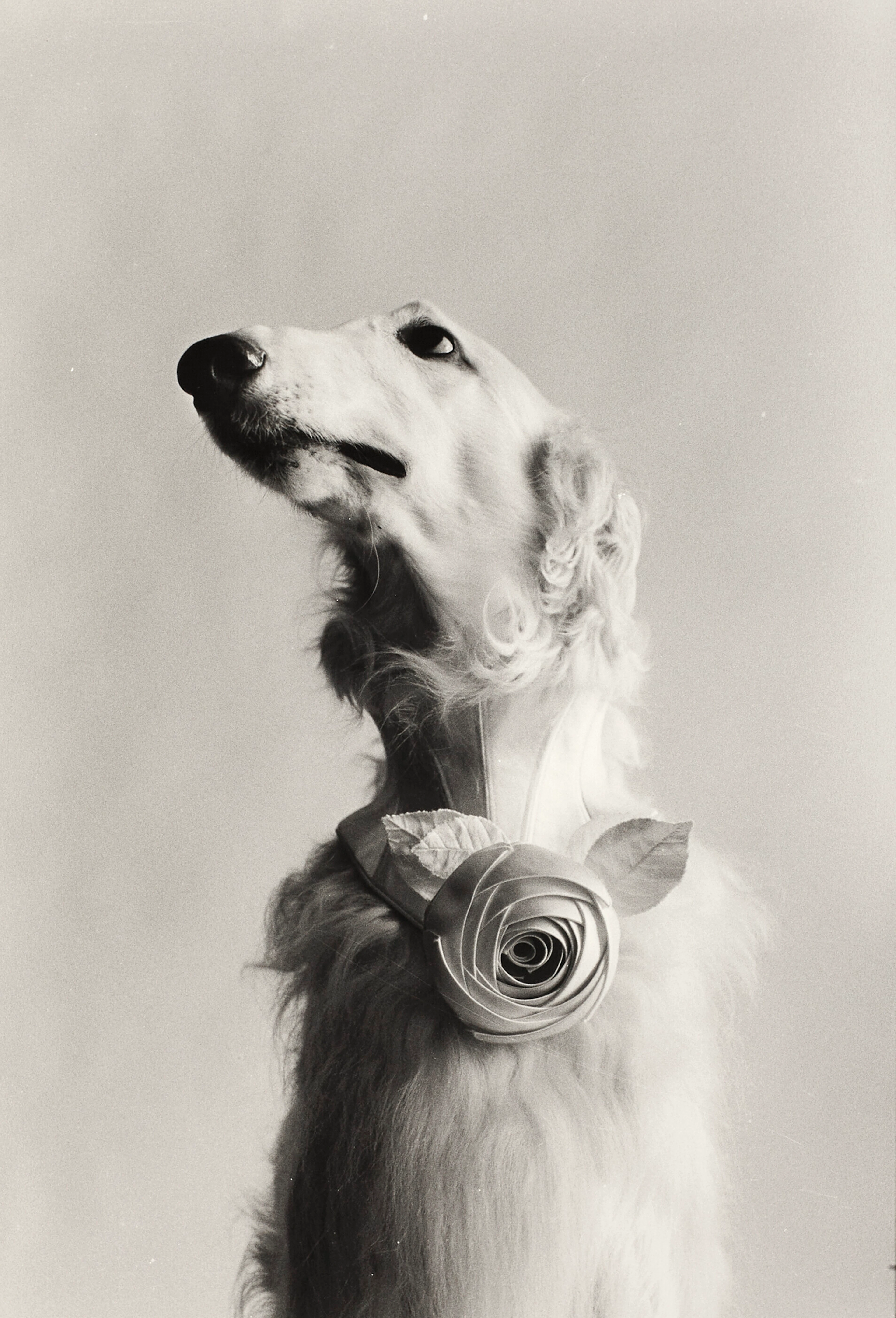 ELLIOTT ERWITT (NÉ EN 1928)