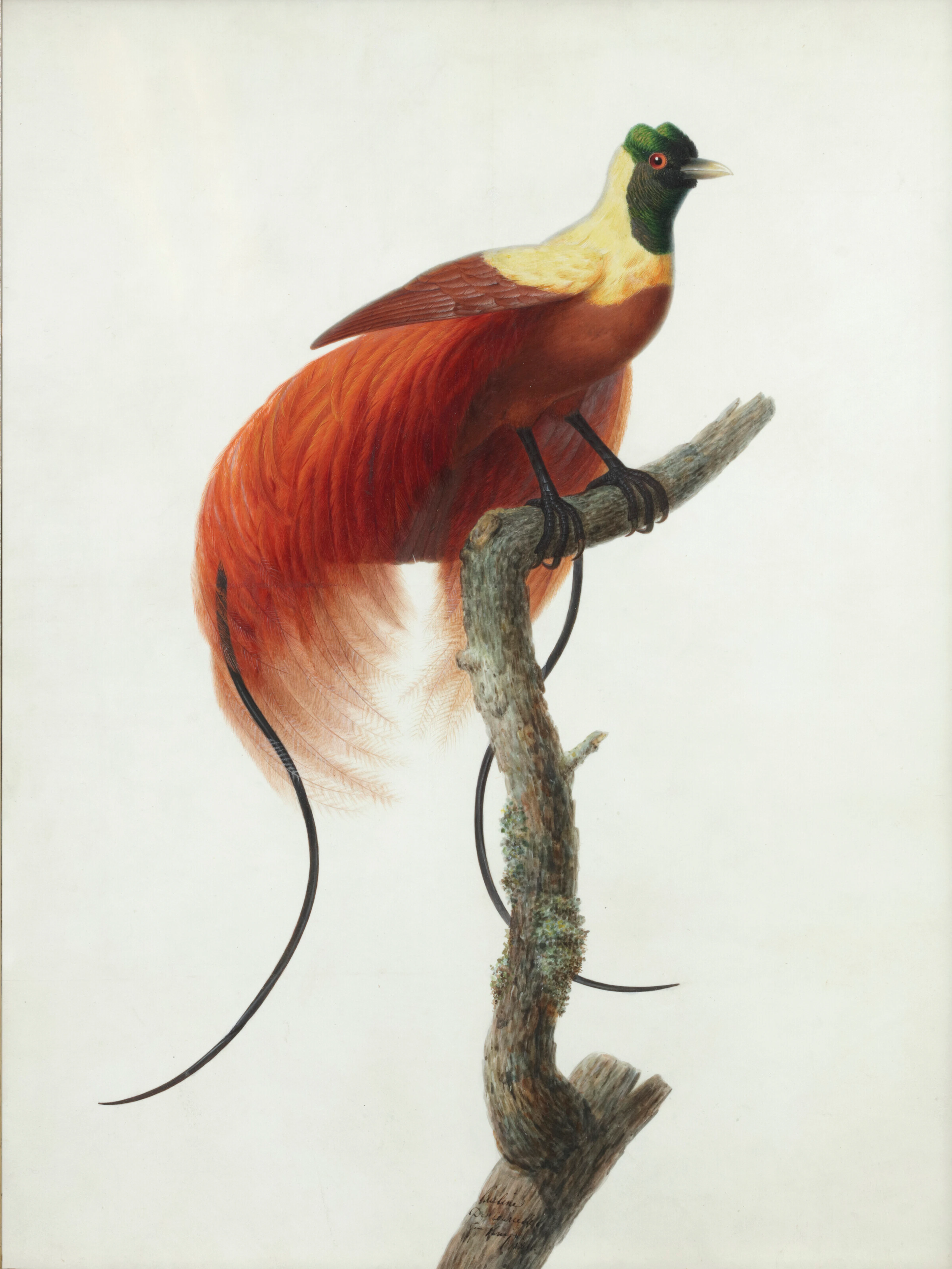 PAULINE KNIP, NEE RIFER DE COURCELLES (PARIS 1781-1851)