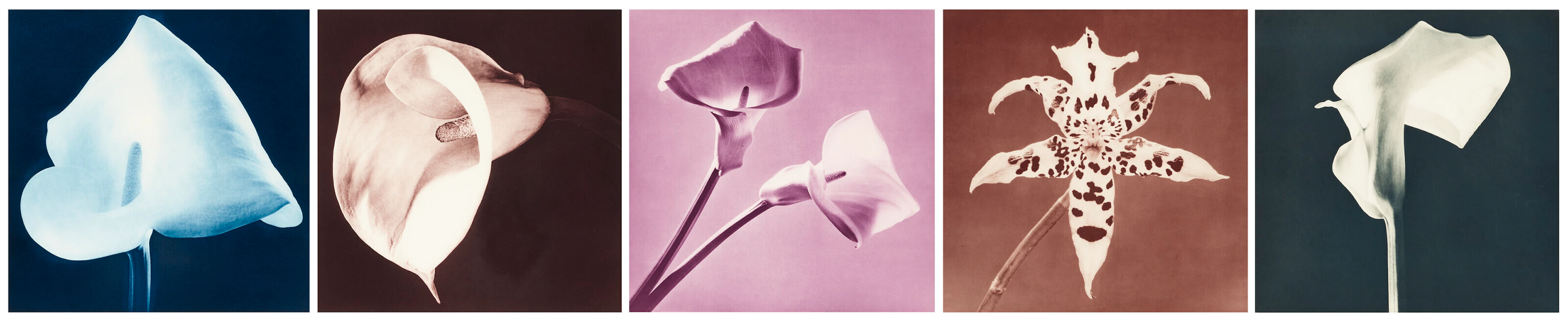 ROBERT MAPPLETHORPE (1946–1989)
