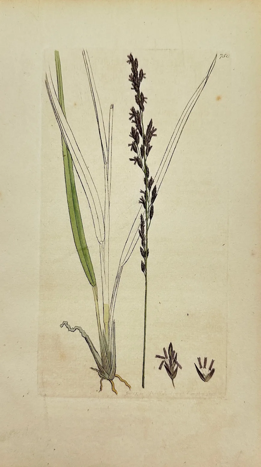 Antique Botanical Print - James Sowerby - Melica Caerulea - Blue Melic ...