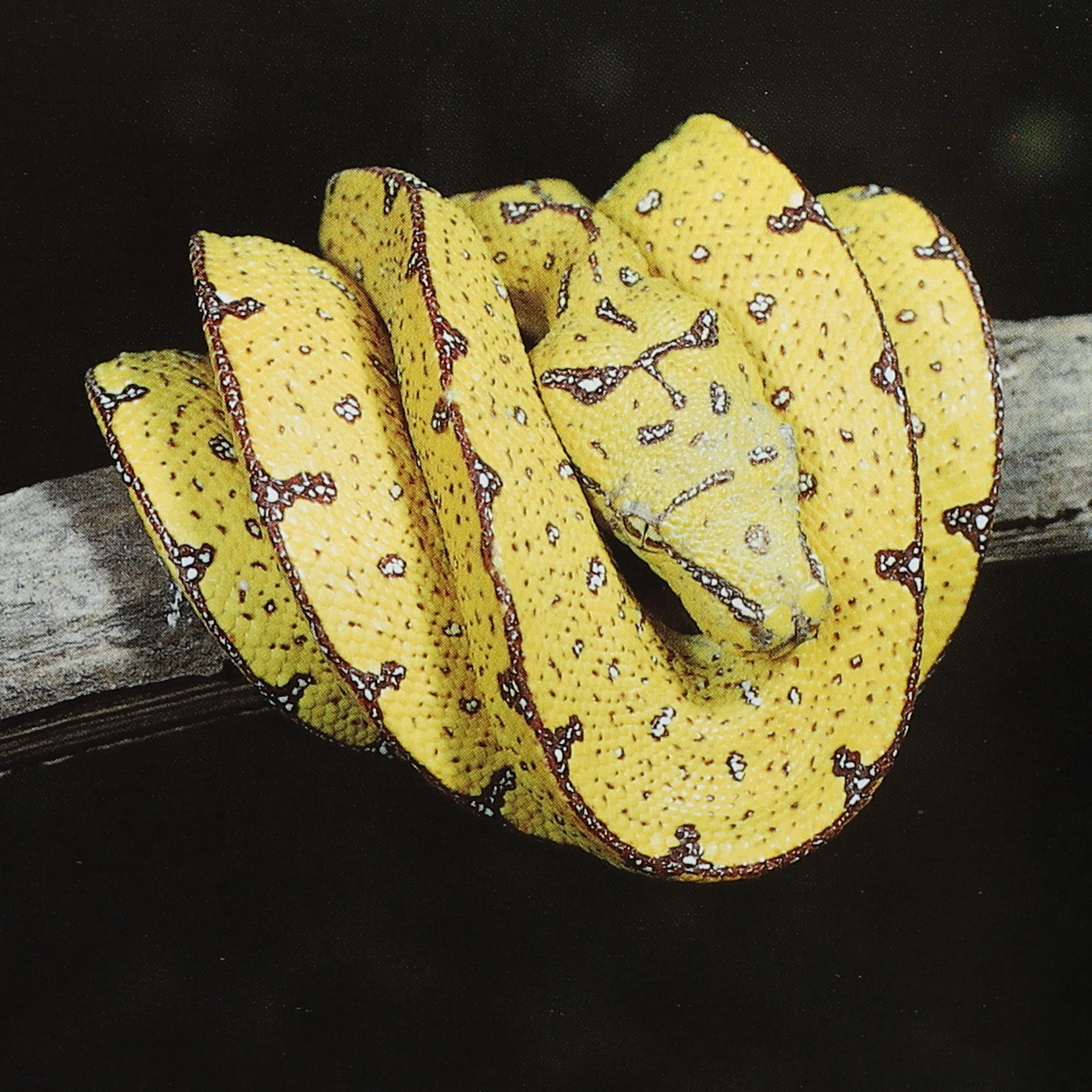 HERPETOLOGI. RIKT ILLUSTRERAD REPTILES AND AMPHIBIANS OF AUSTRALIA.
