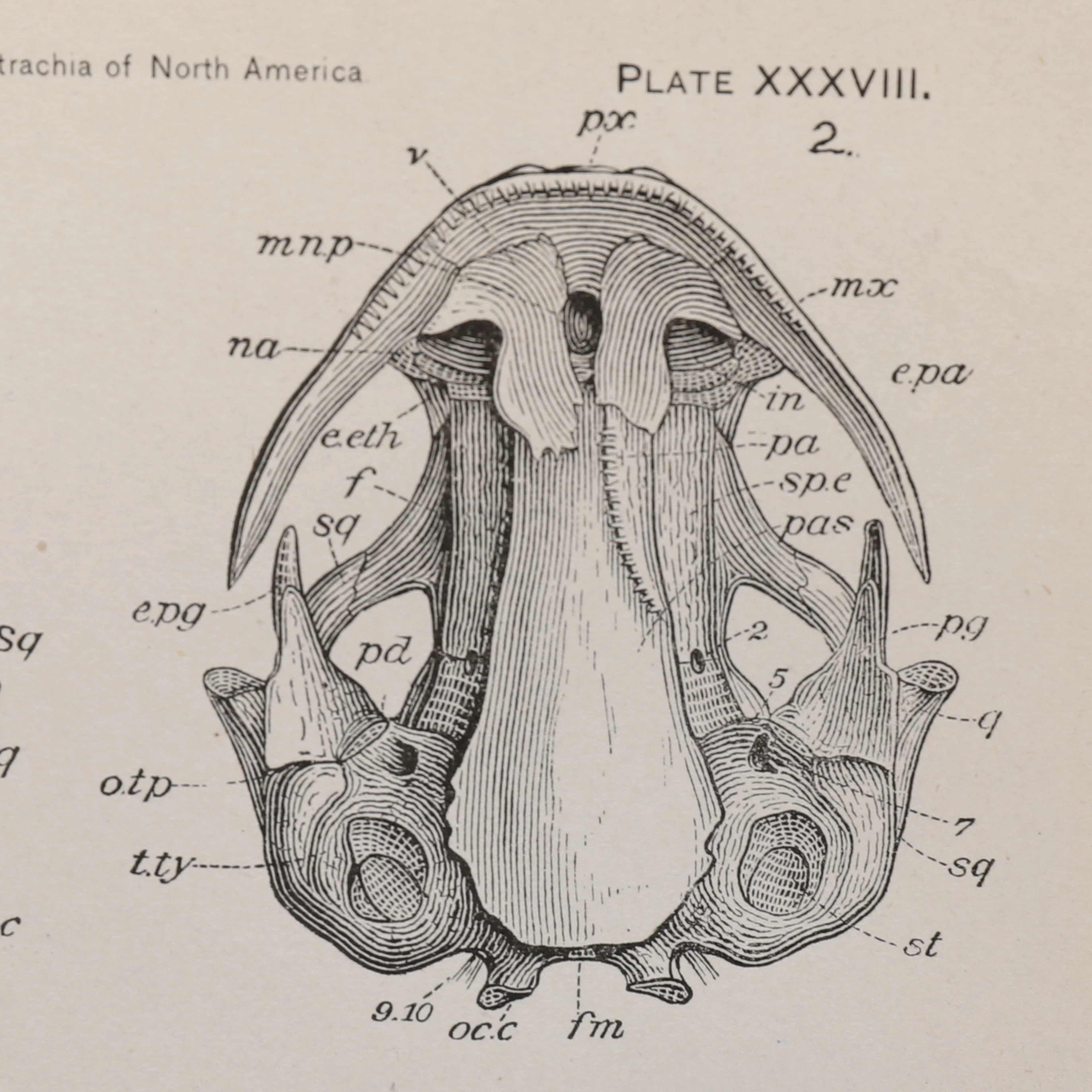 HERPETOLOGI. THE BATRACHIA OF NORTH AMERICA 1889.