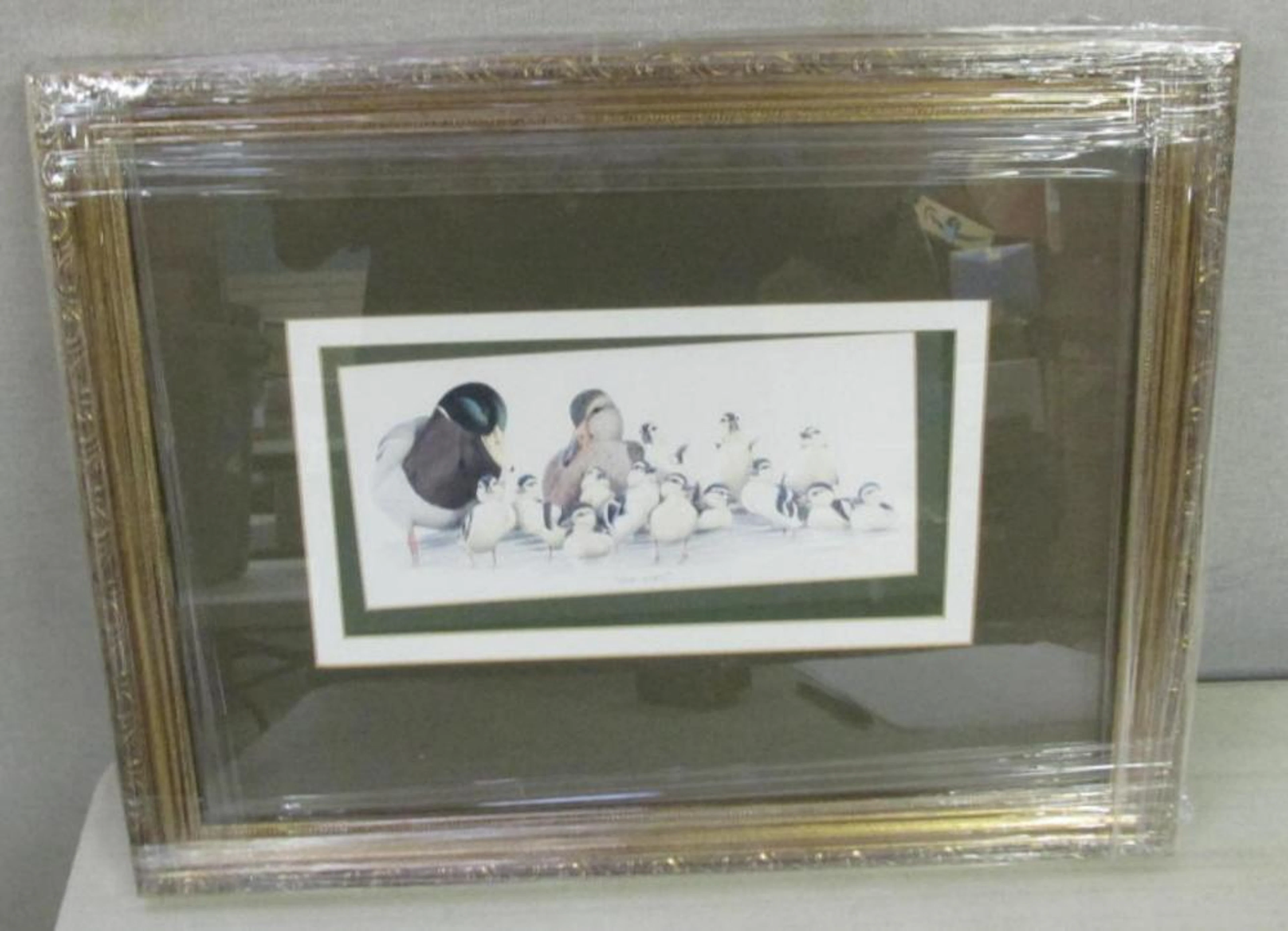 Framed Print Mallard Duck Family