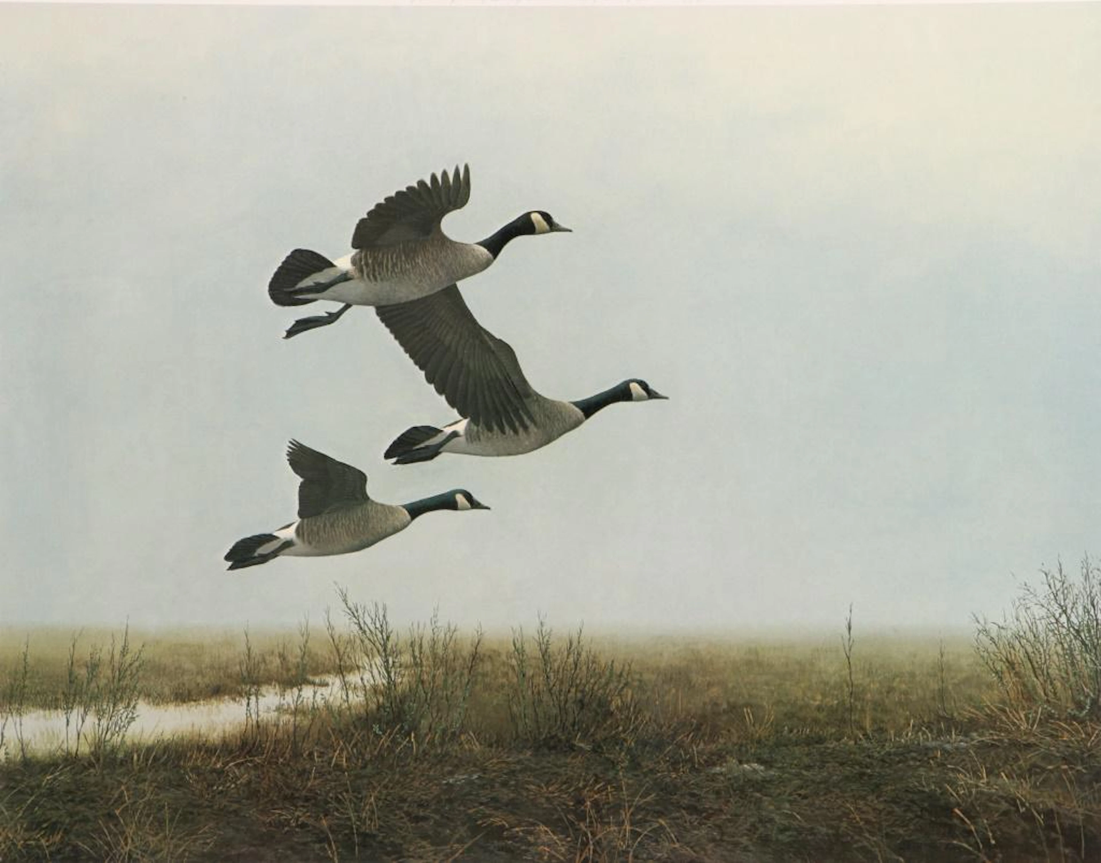Gary moss "canadas on the coast" signed print