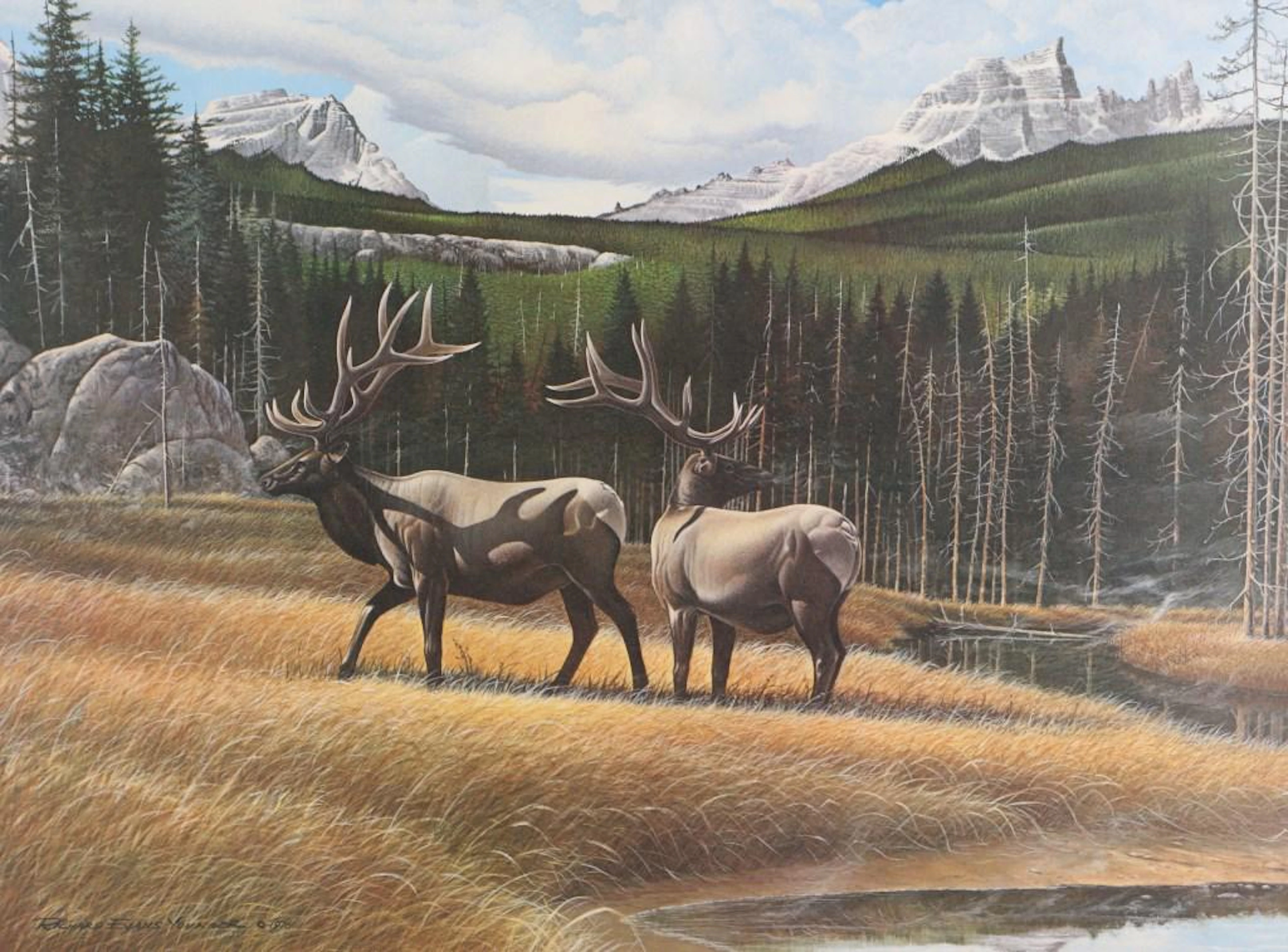 Richard evans younger "american elk" signed print