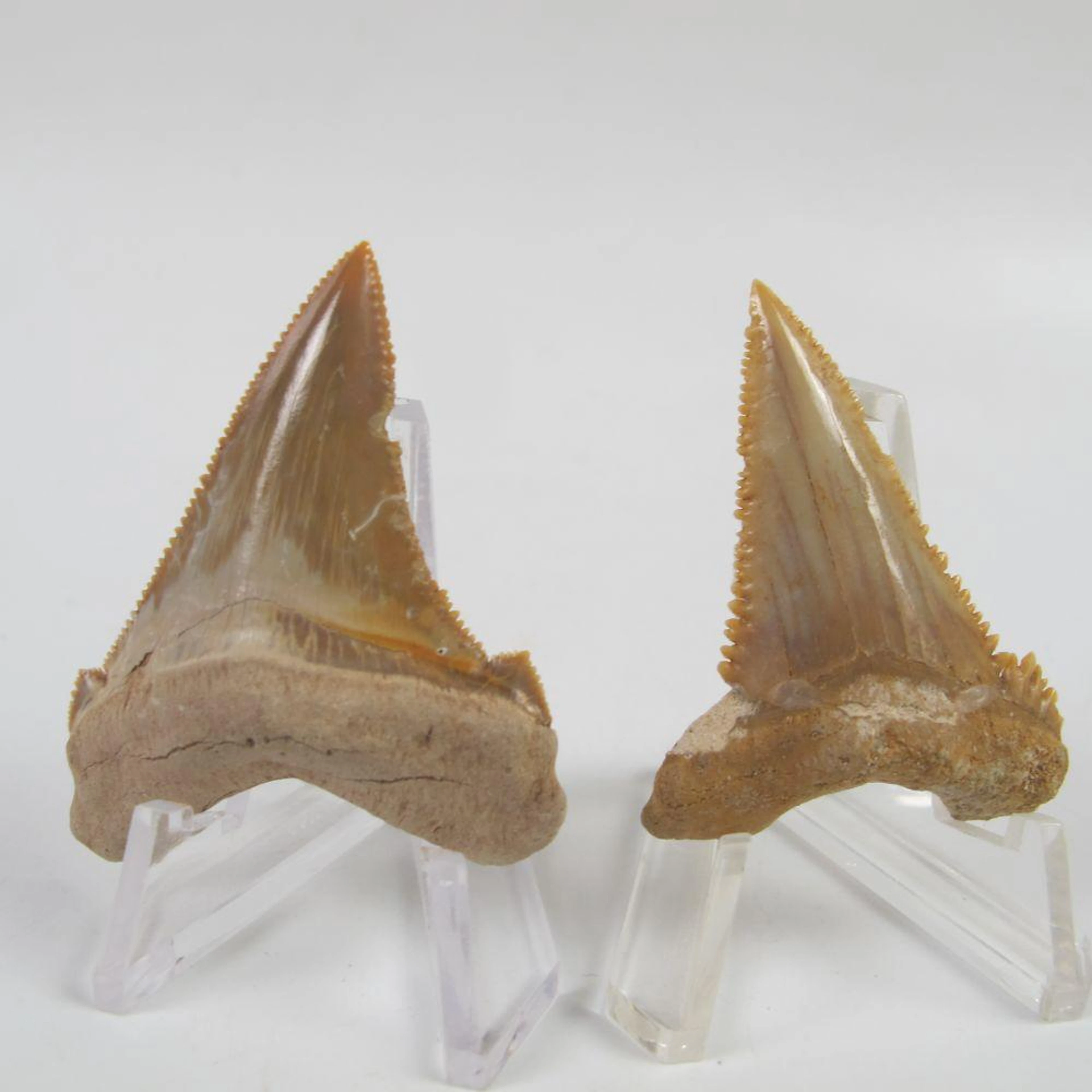 Deux dents fossiles de Carcharodon angustidens