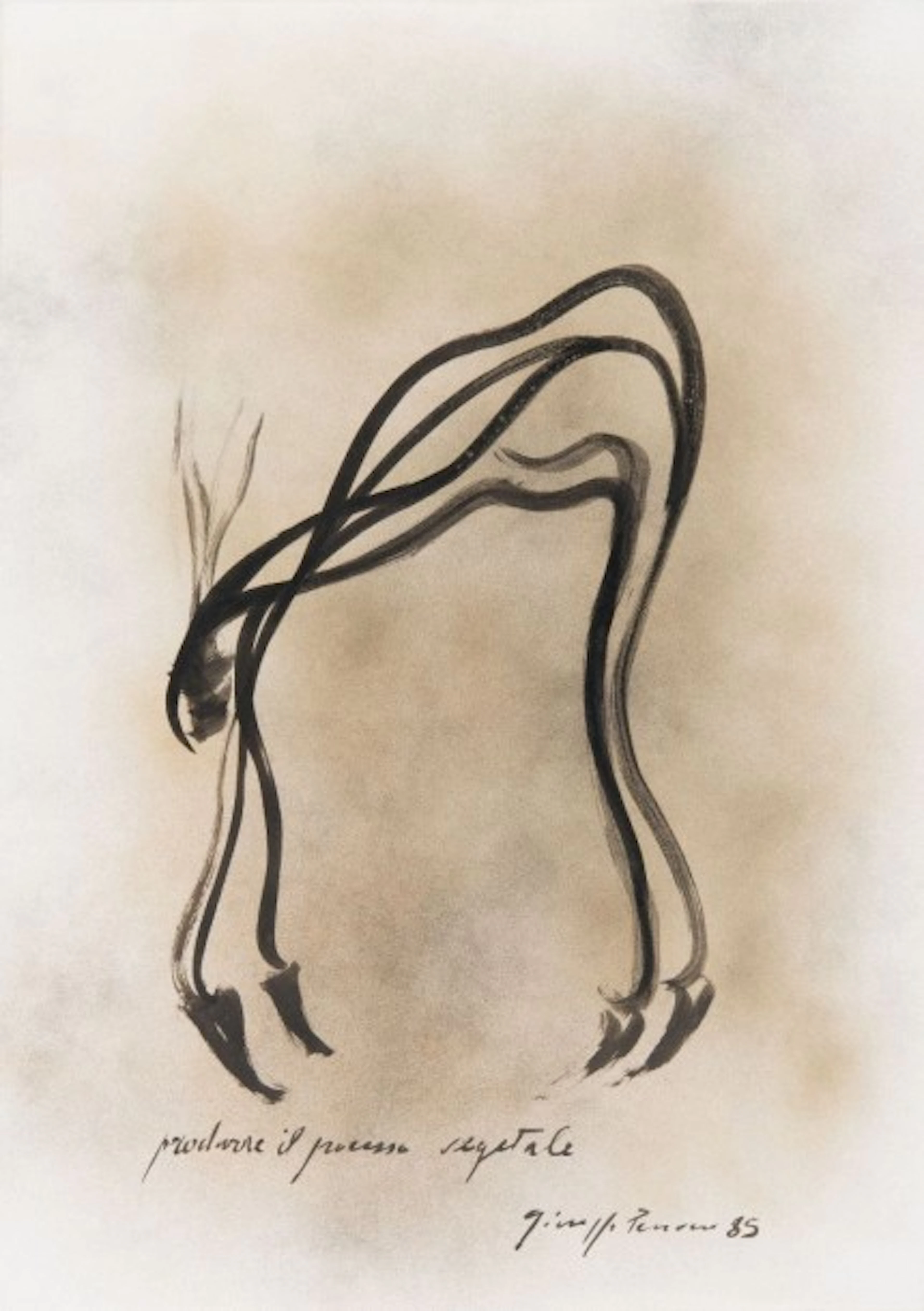 GIUSEPPE PENONE (ITA/1947)
