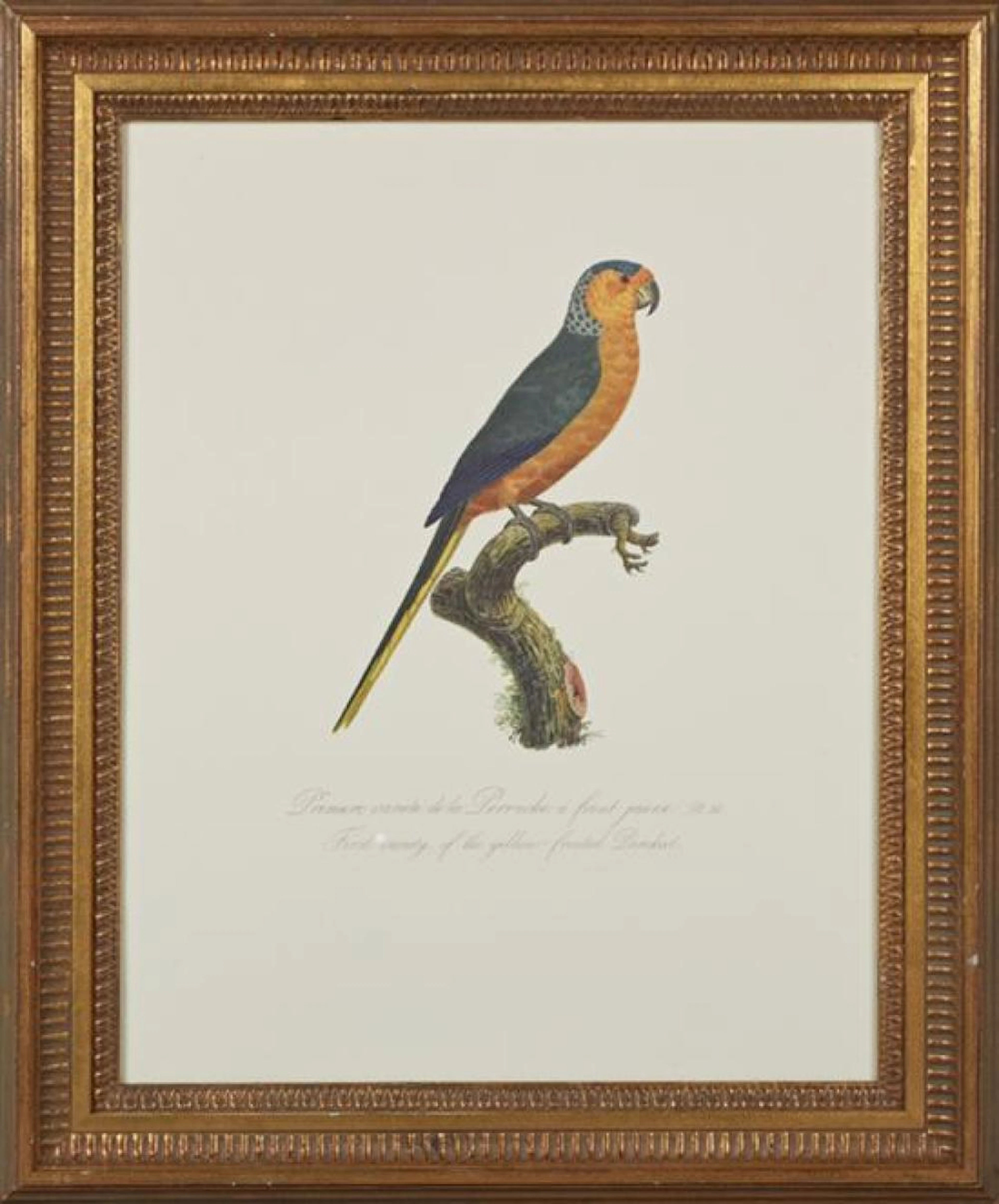 †Francois Levaillant (1753-1824), "First Variety of the Yellow-Fronted Parakeet," 20th c., colored print, from his "Histoire Naturell..