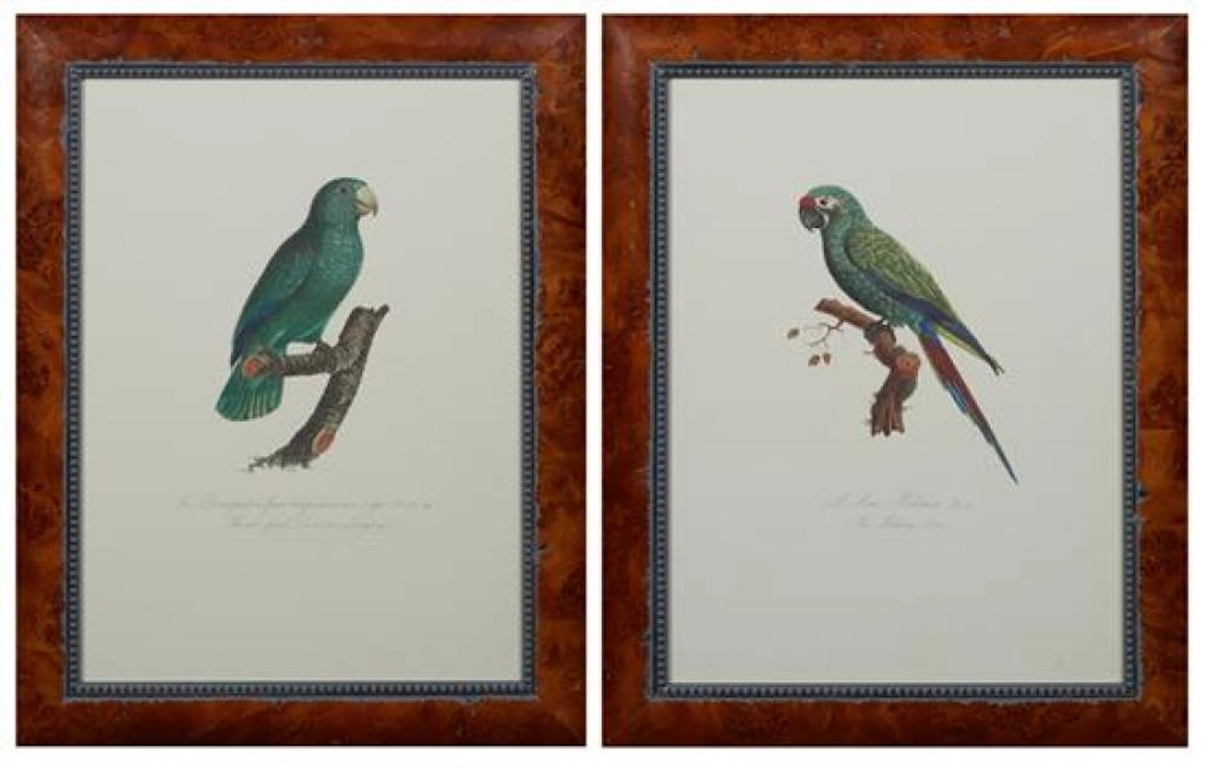 Francois Levaillant (1753-1824, French), "L'Ara Militaire," and "Le Perruquet a face rouge," 20th c., pair of colored parrot prints,..