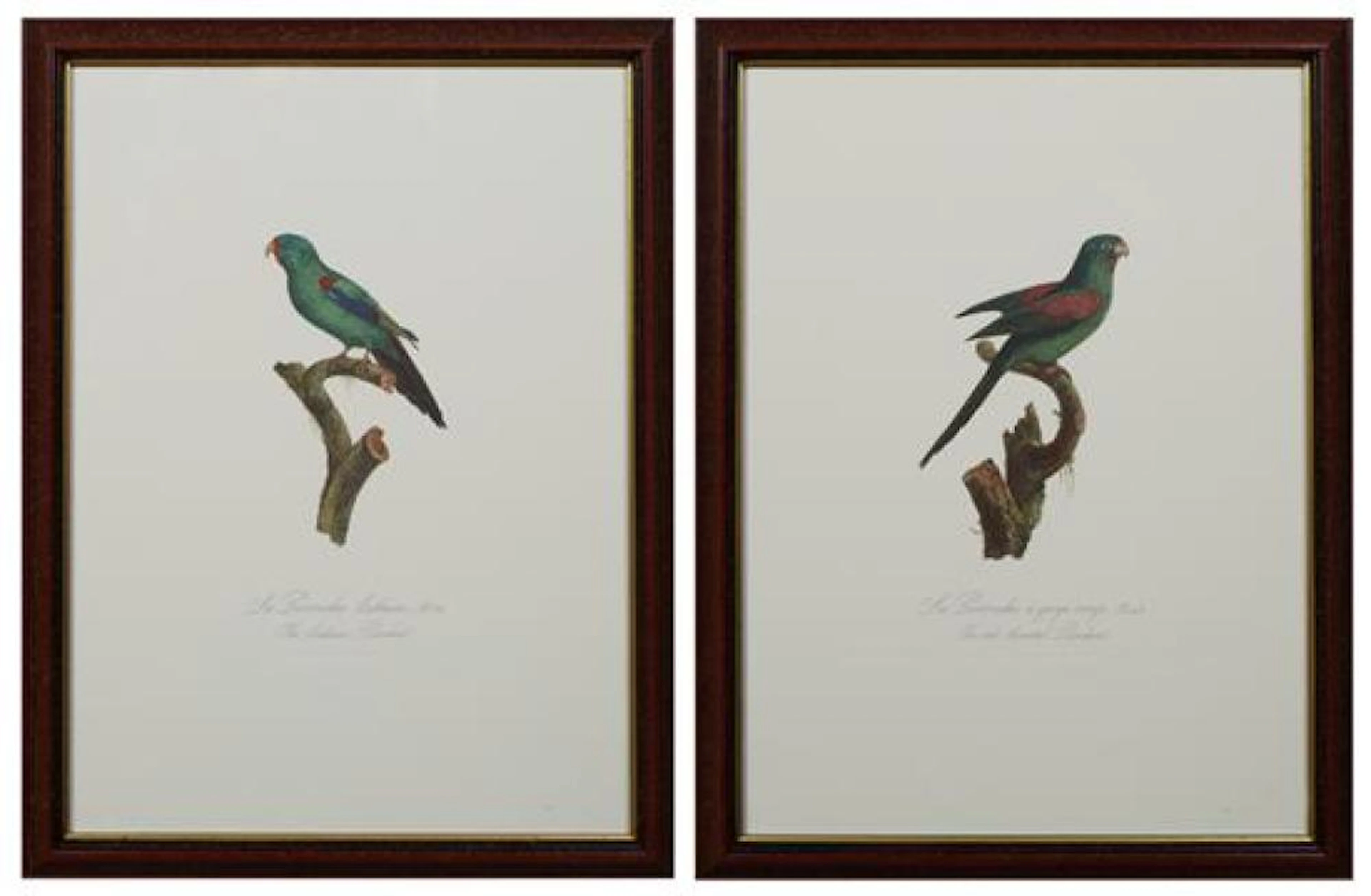 Francois Levaillant (1753-1824, French), "La Perruche a gorge rouge," and "La Perruche Latham," 20th c., pair of colored parrot prin...