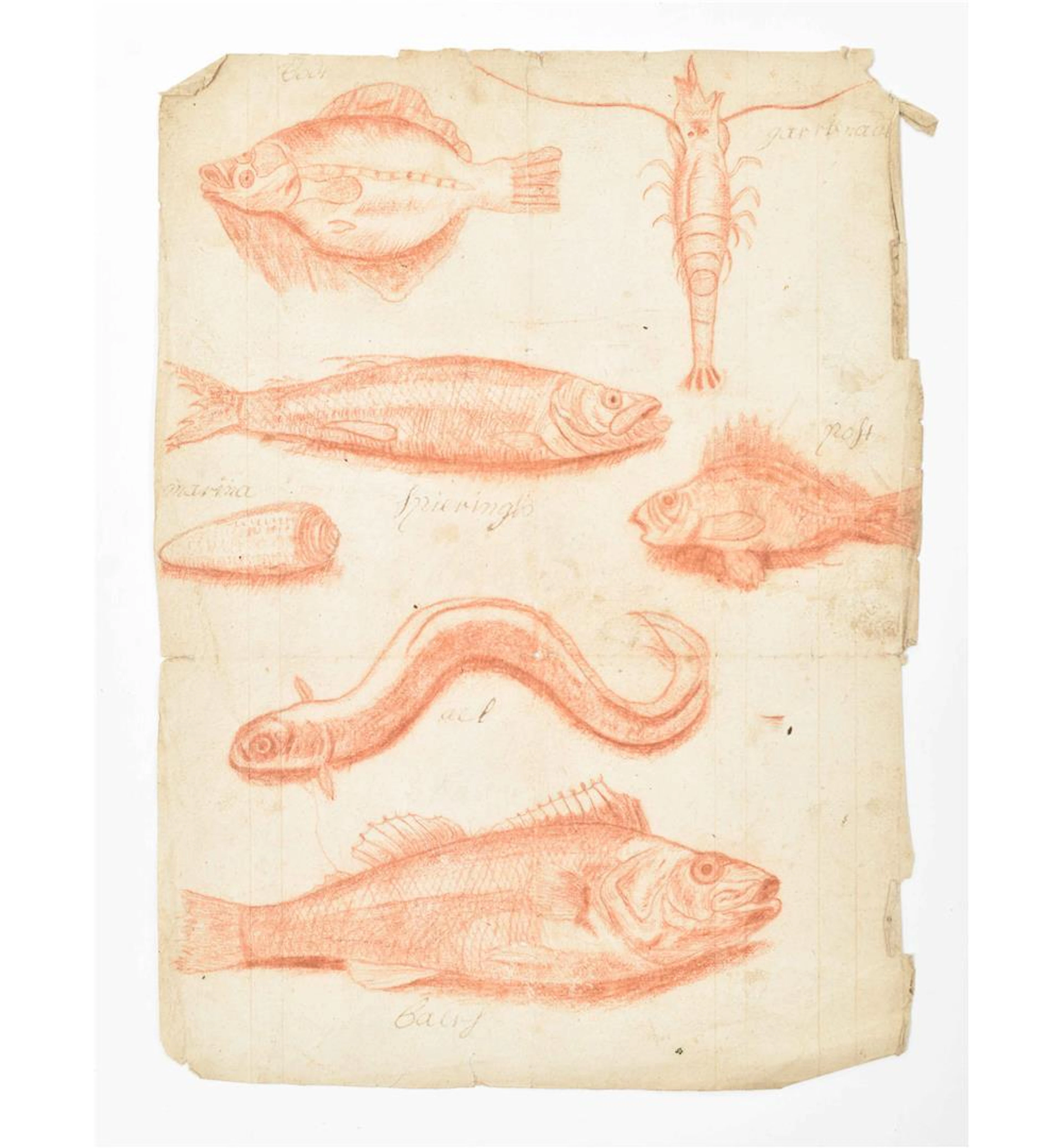 [ICHTHYOLOGY] BRUYN, N. DE (AFTER). DRAWINGS OF FISHES