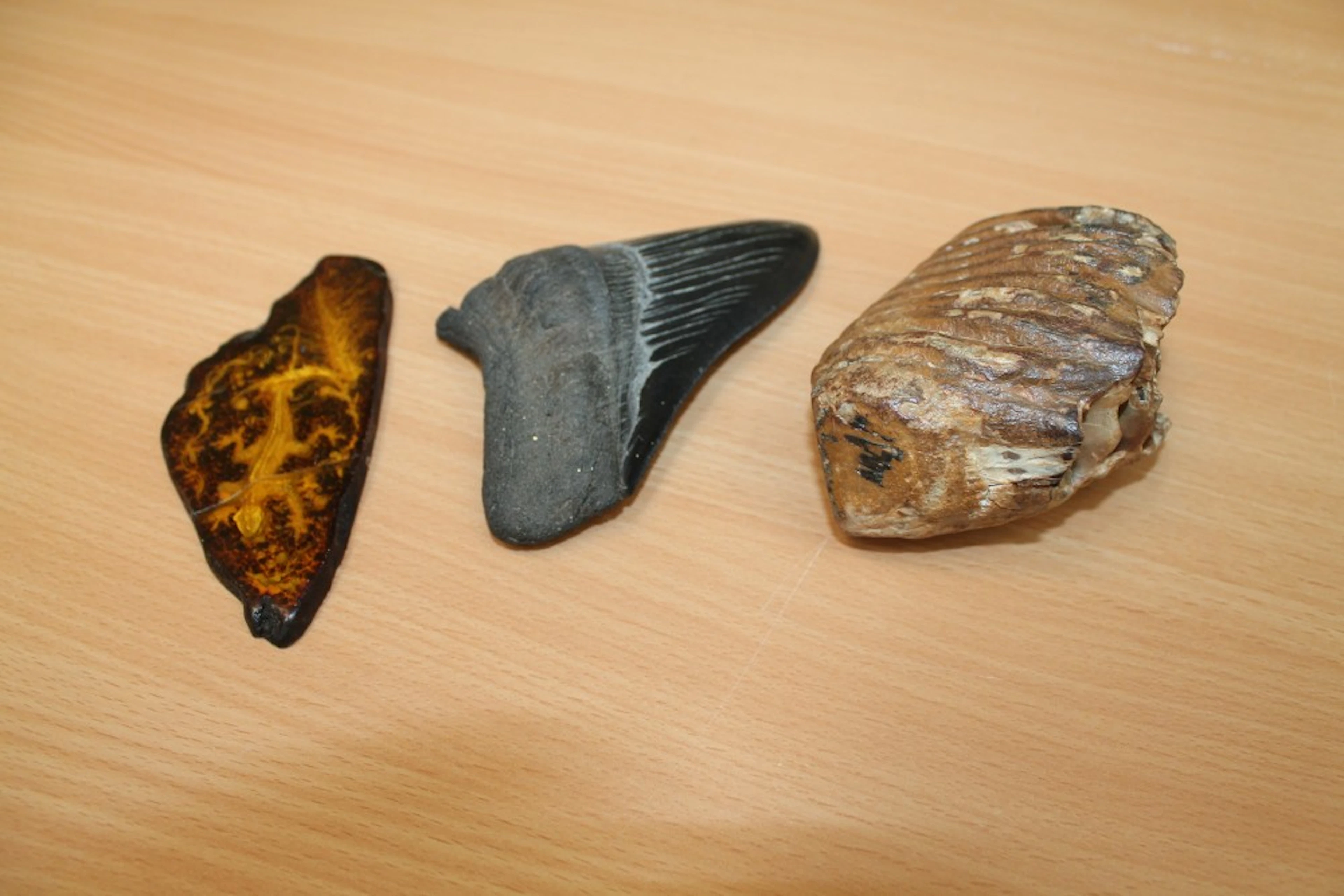 Interesting collection of fossils to include a large megaladon tooth
