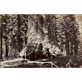 Isaiah West Taber (1830-1912) - Section of The Grizzly Giant, Mariposa Grove, Yosemite, 1872
