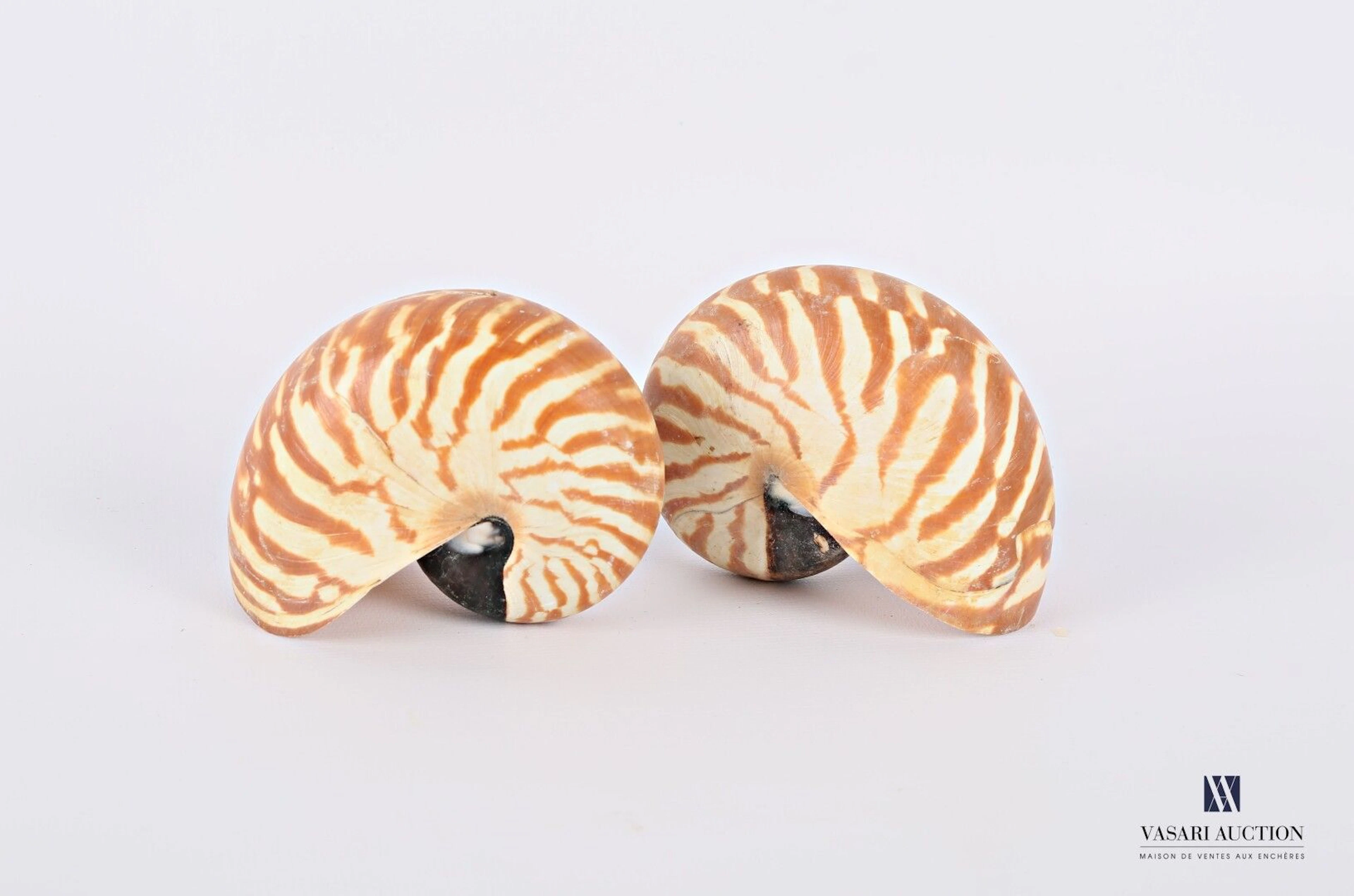 Ensemble de deux nautiles ( Nautilus sp.,... - Lot 251 - Vasari Auction