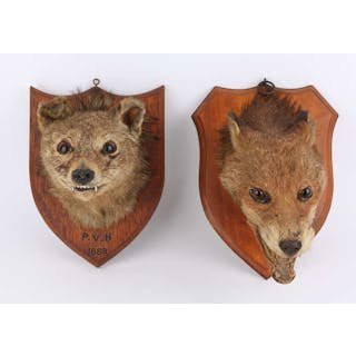 Victorian mounted fox mask, the plaque marked P. V. H. 1889, and another
