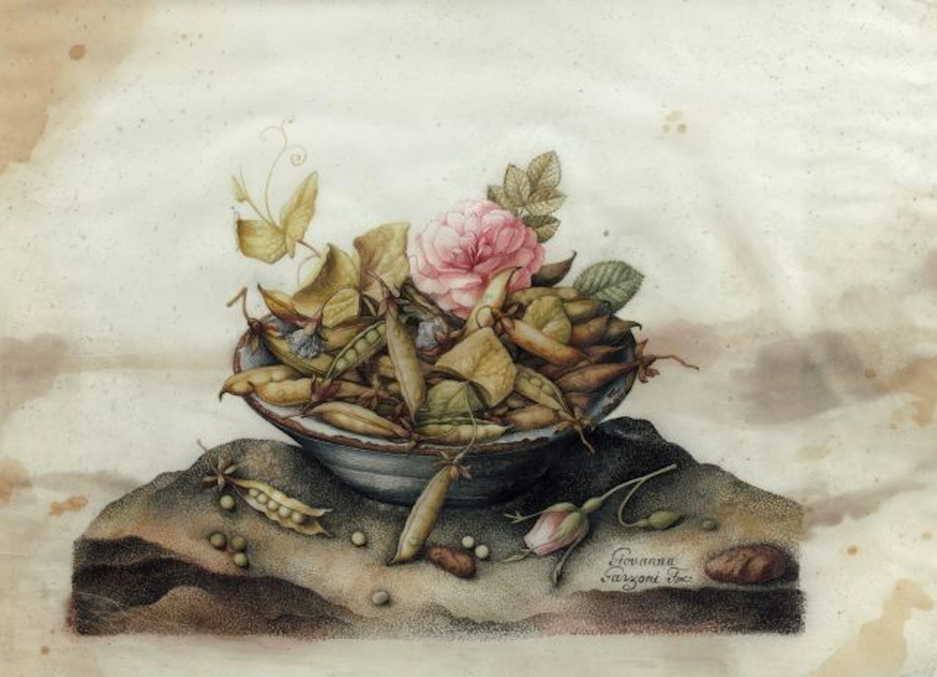 Giovanna Garzoni Ascoli Piceno, 1600 - Rome, 1670 Rose et cosses de