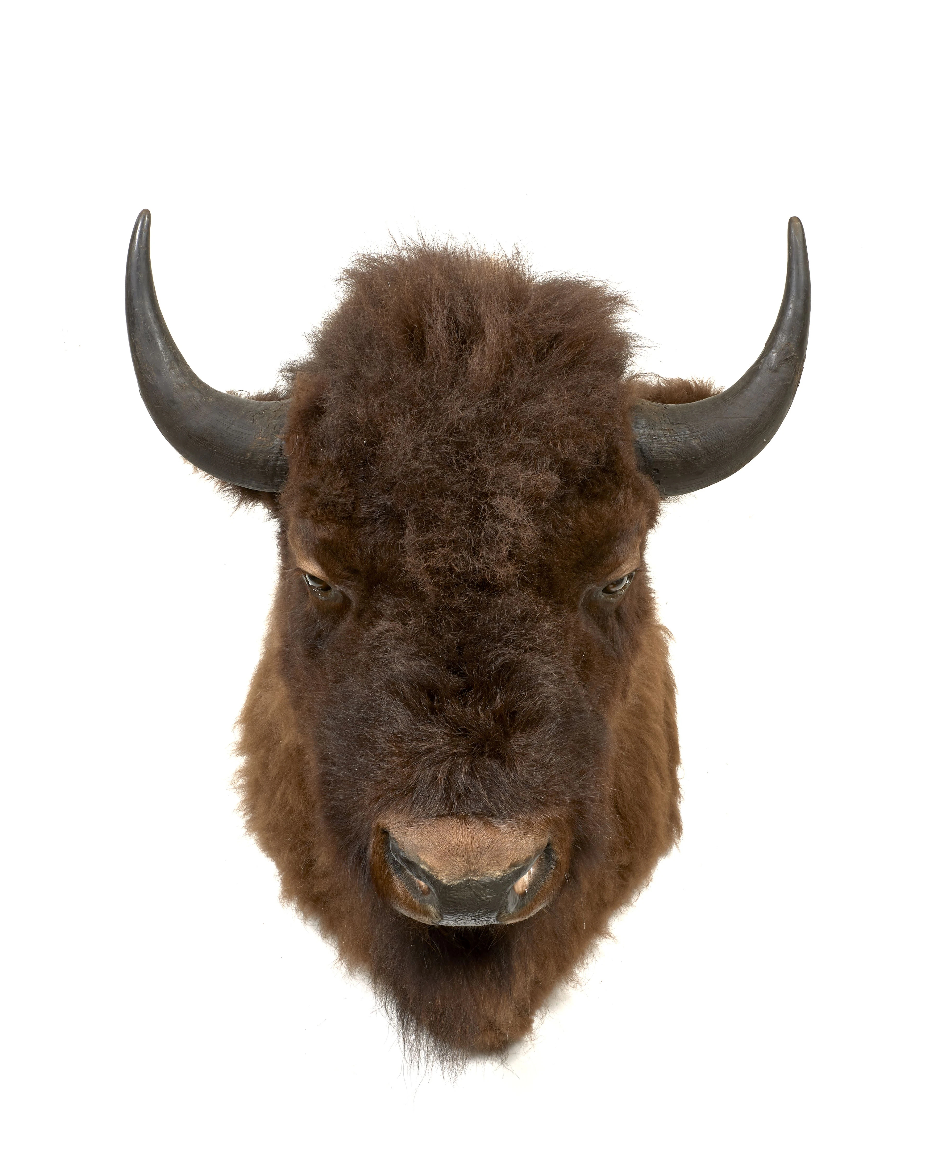 TÊTE DE BISON TAXIDERMISÉ Provenance : Collection Jacques Garcia