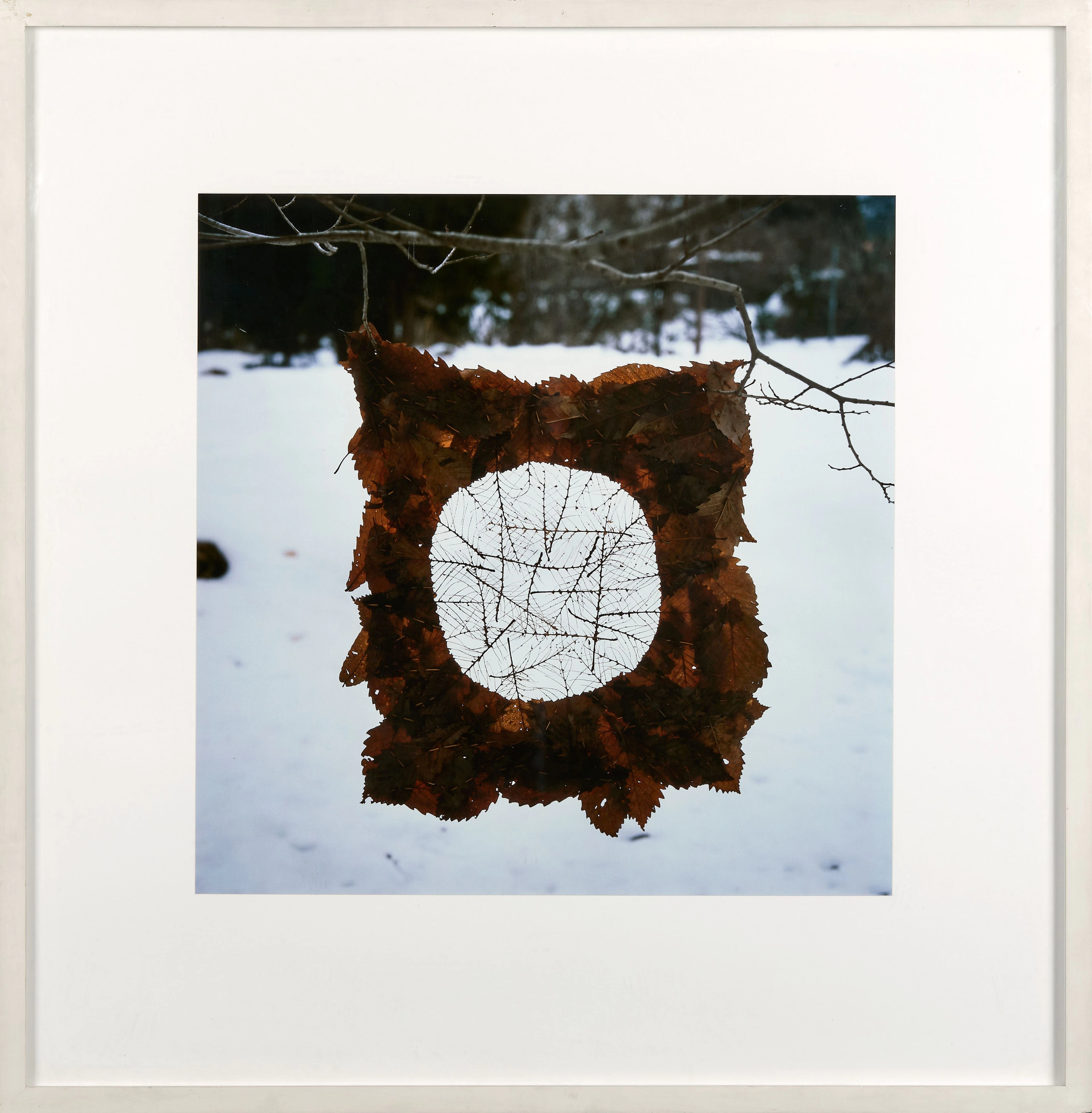 Andy GOLDSWORTHY (Né en 1956) Torn leaves leaving the...