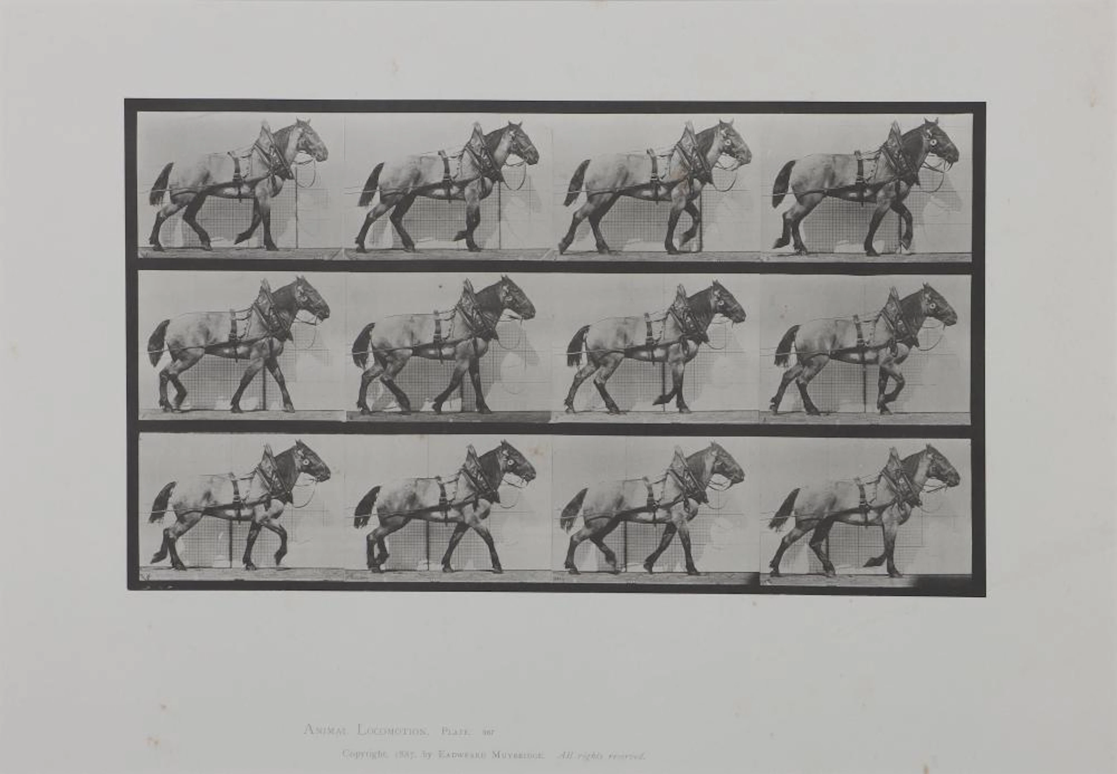 EADWEARD MUYBRIDGE (British/American, 1830-1904)