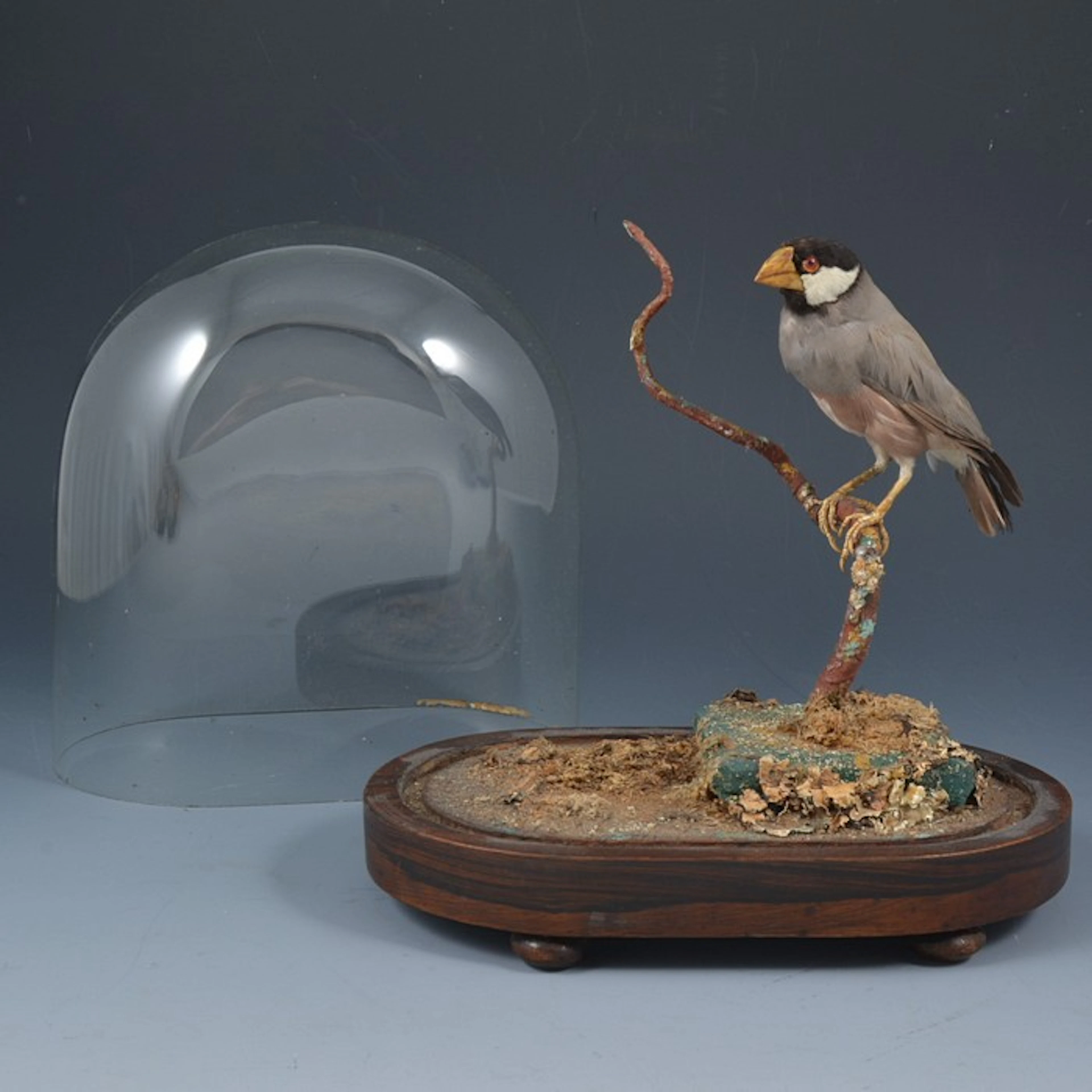 Taxidermy - Java Sparrow