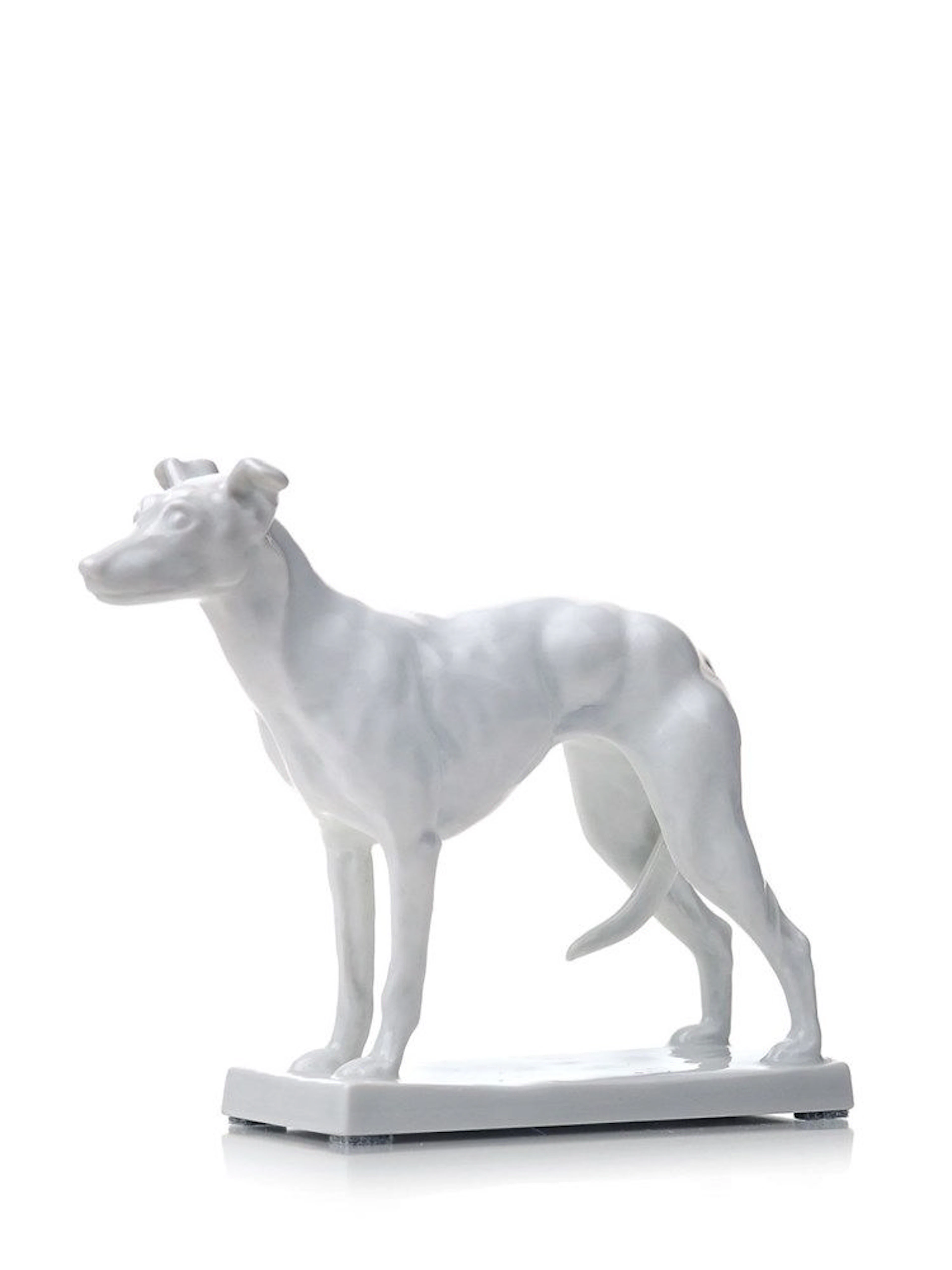 Englischer Jagdhund Whippet"