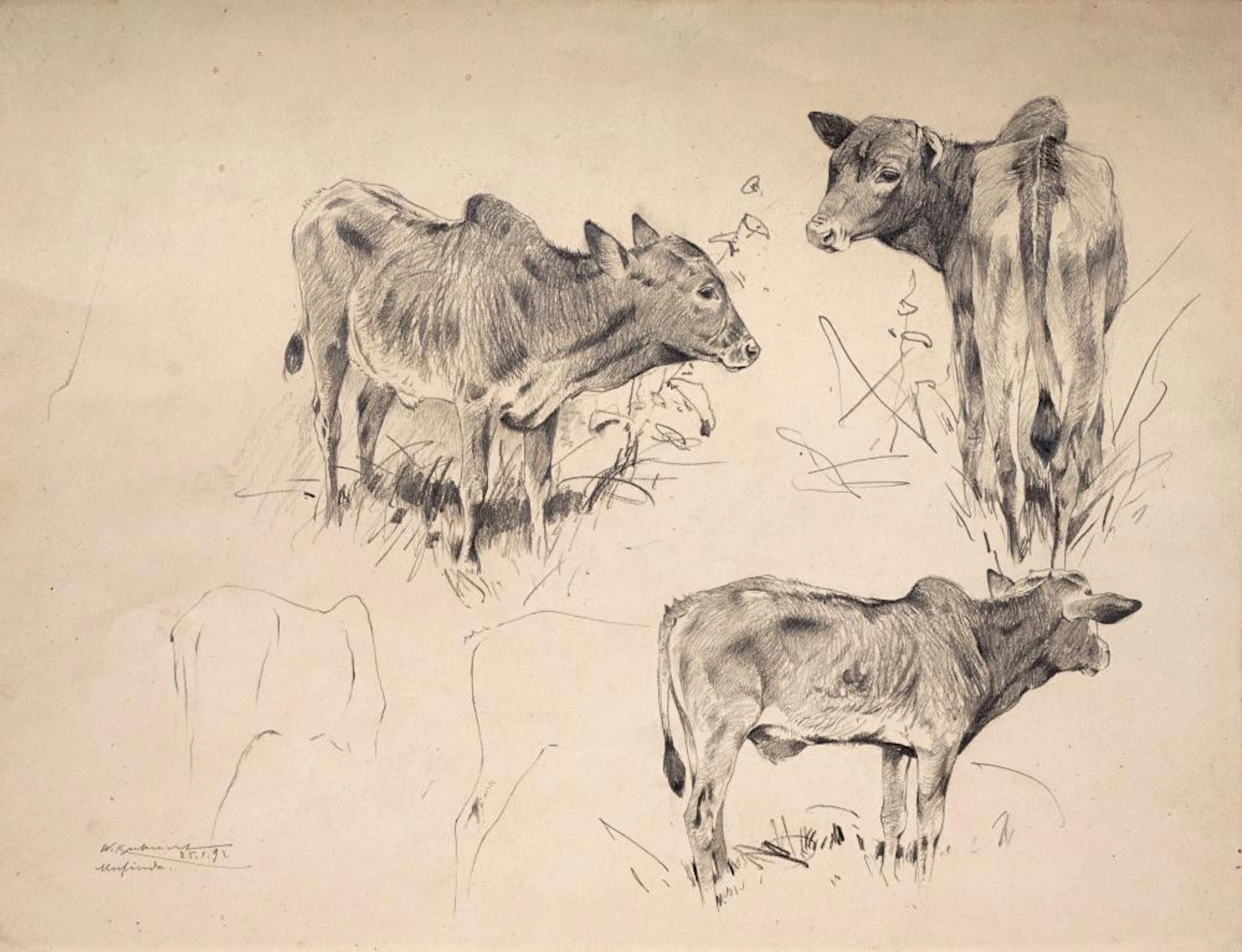 Wilhelm Kuhnert, Zebu?Studien. 1892.