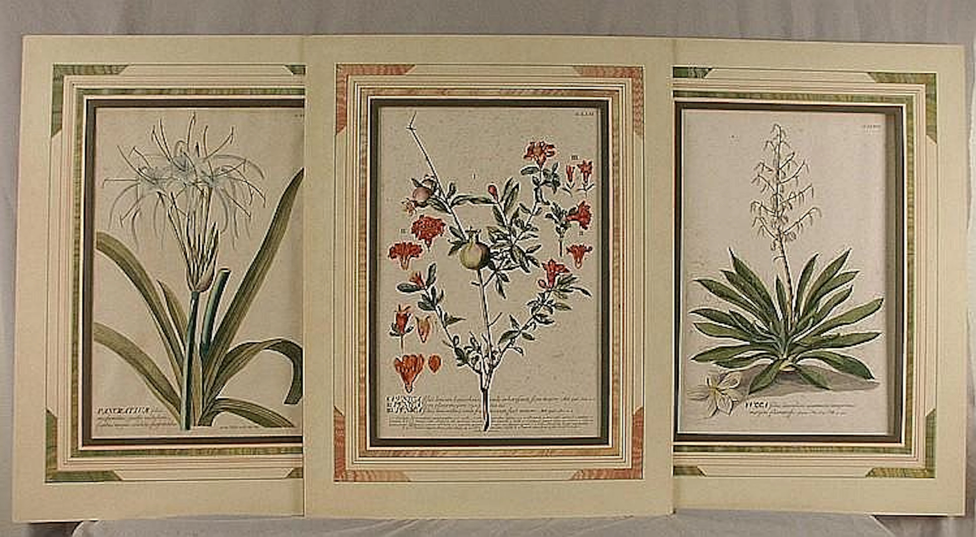 GROUP OF NINE BOTANICAL PRINTS