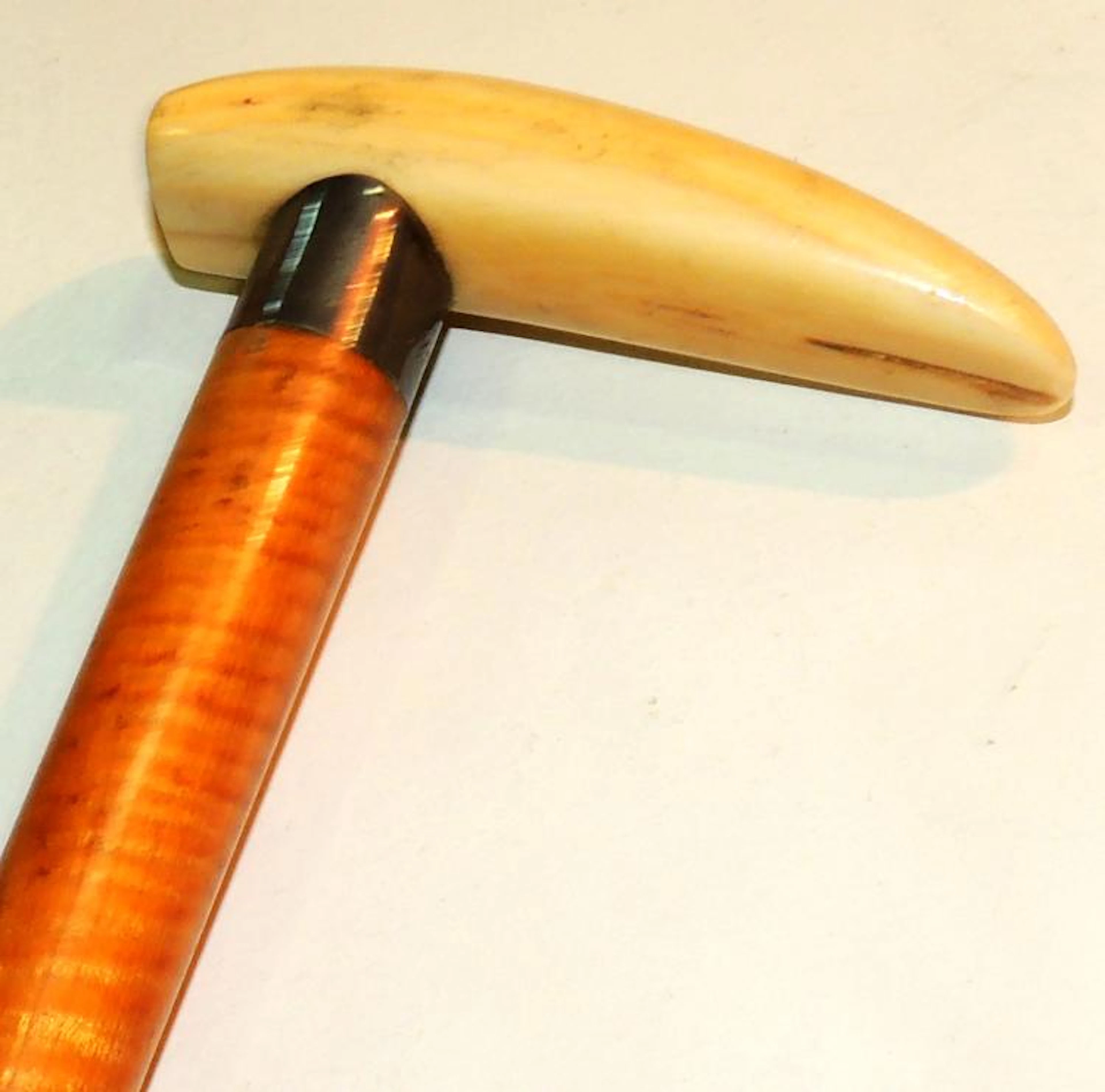 CANE DATED 1894 with initials on silver ring. With animal defense. Light...