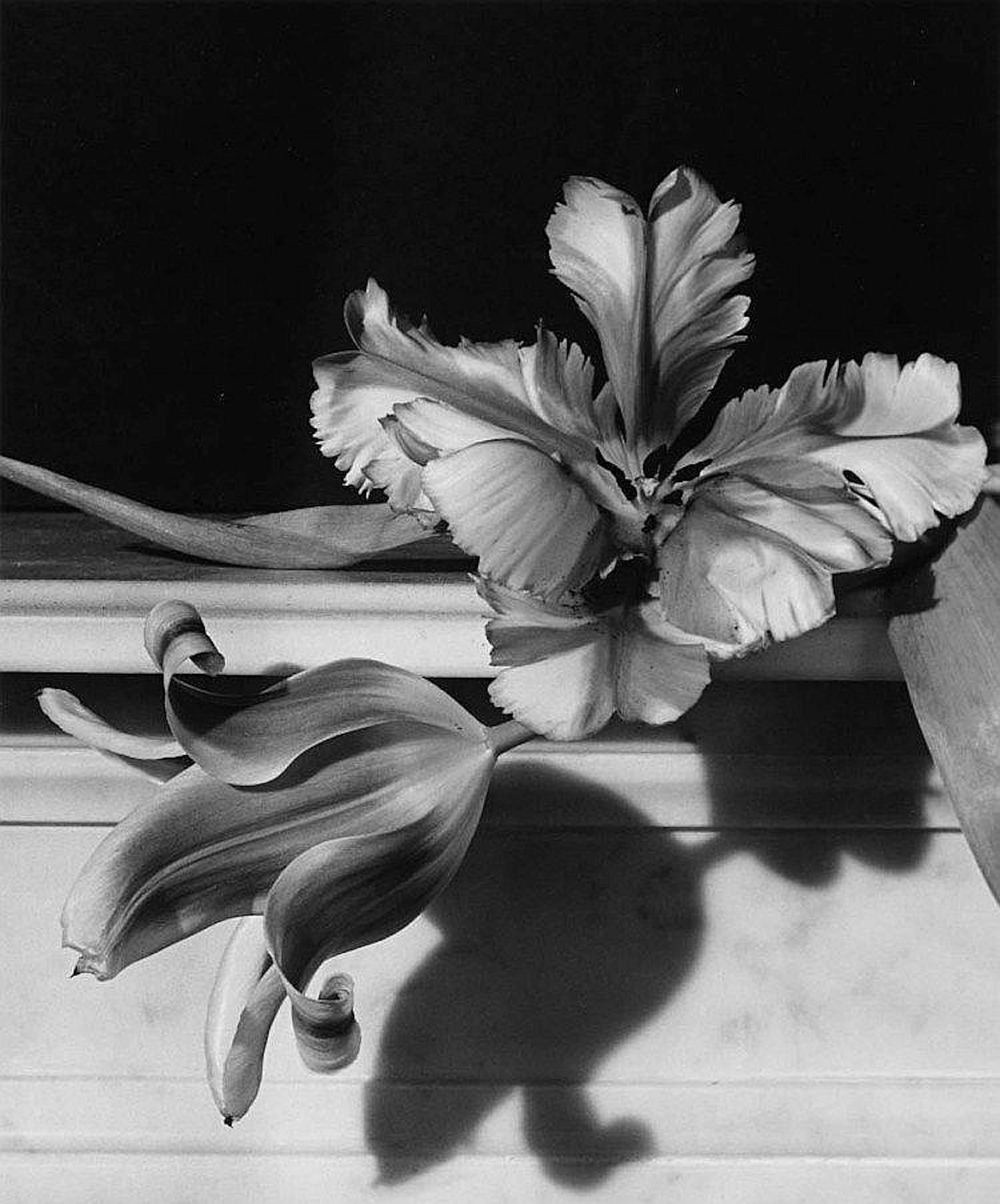 ?Tulips on Marble"