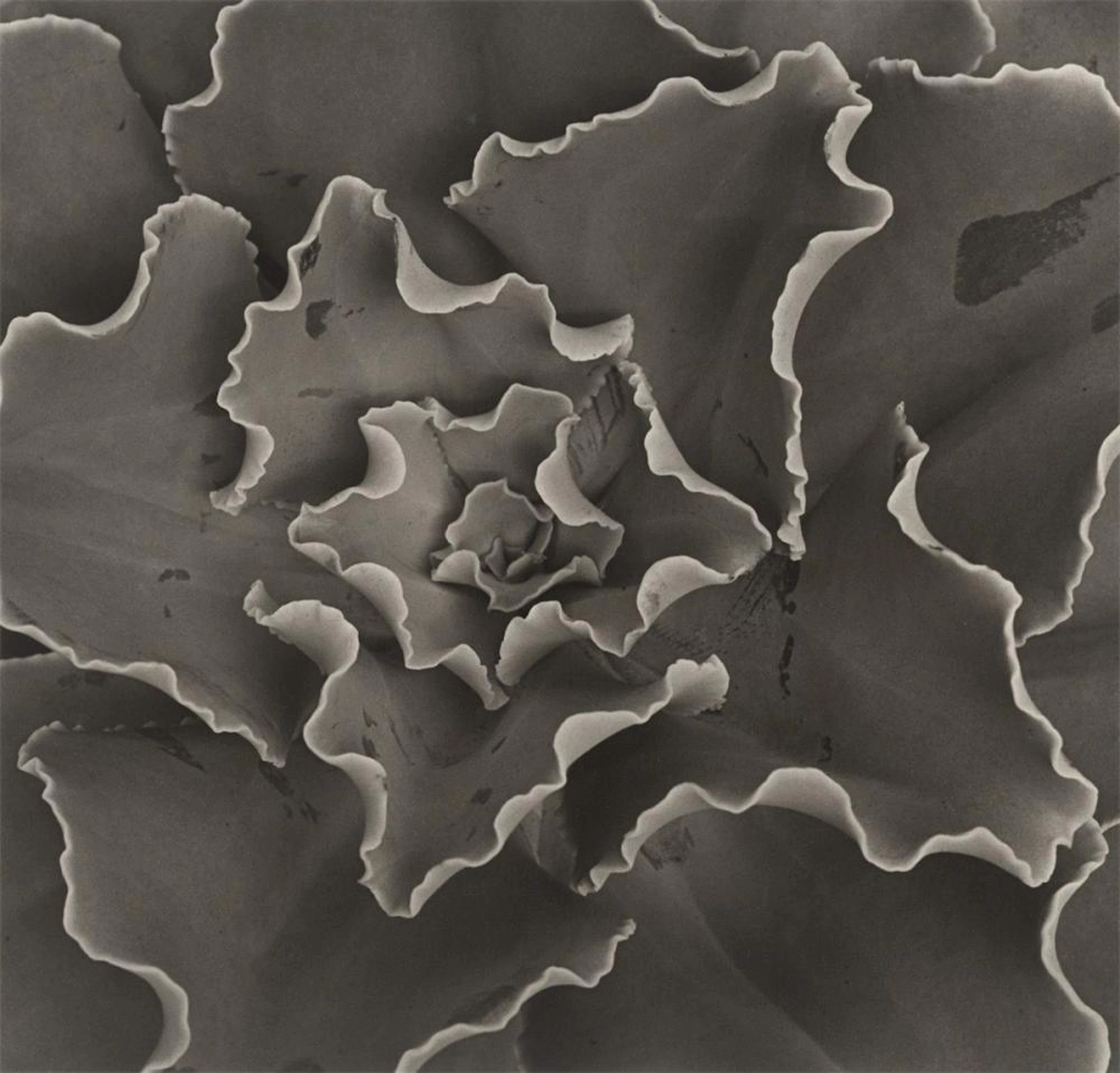 Horst P. Horst (i.e. Horst Paul Albert Bohrmann) - Echeveria Gibbiflora Crispa