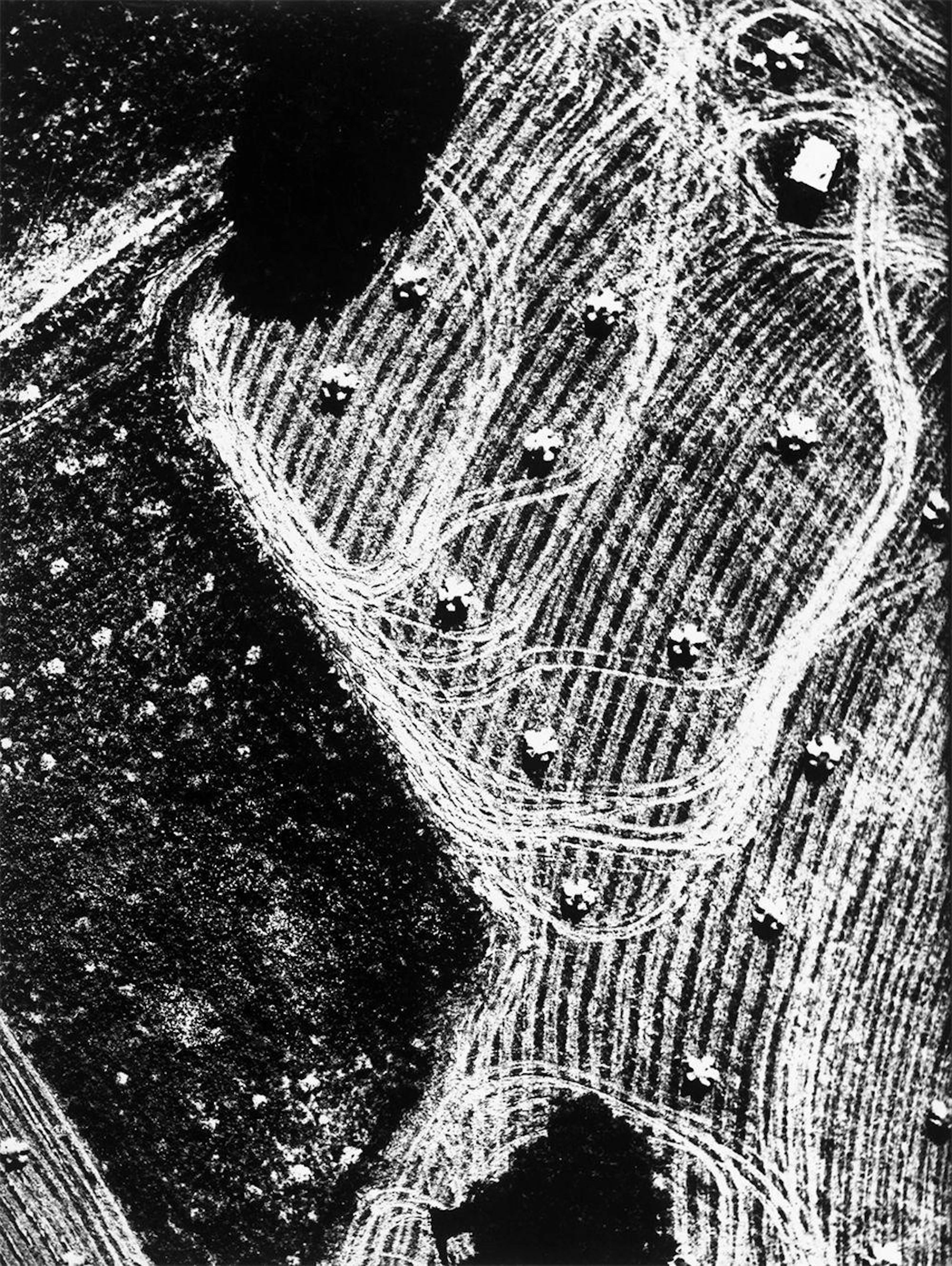 Mario Giacomelli - From the series ?Presa di coscienza sulla natura?