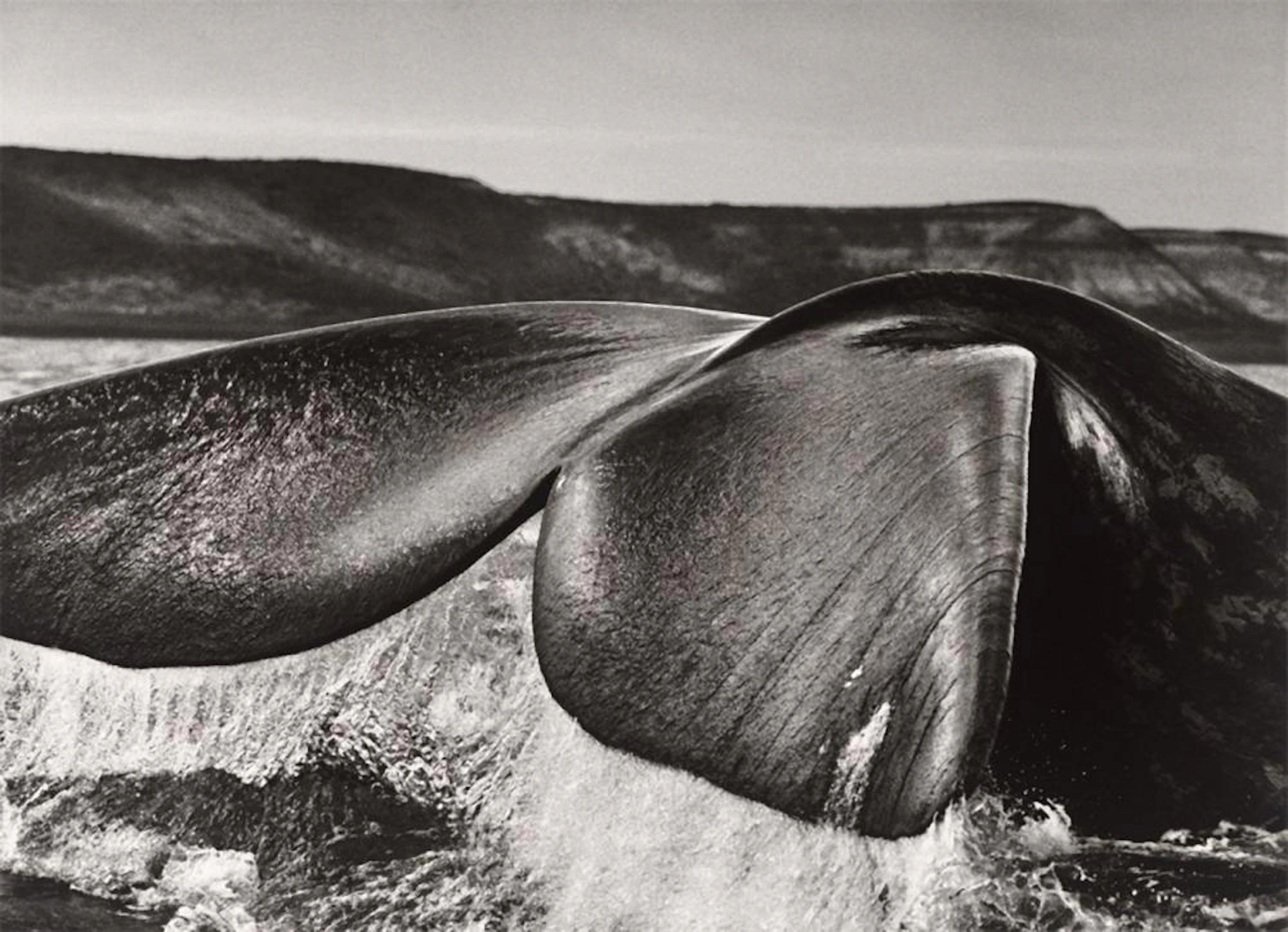Sebastião Salgado - ?Argentina?. Southern Right Whale, Valdés Peninsula. 2005