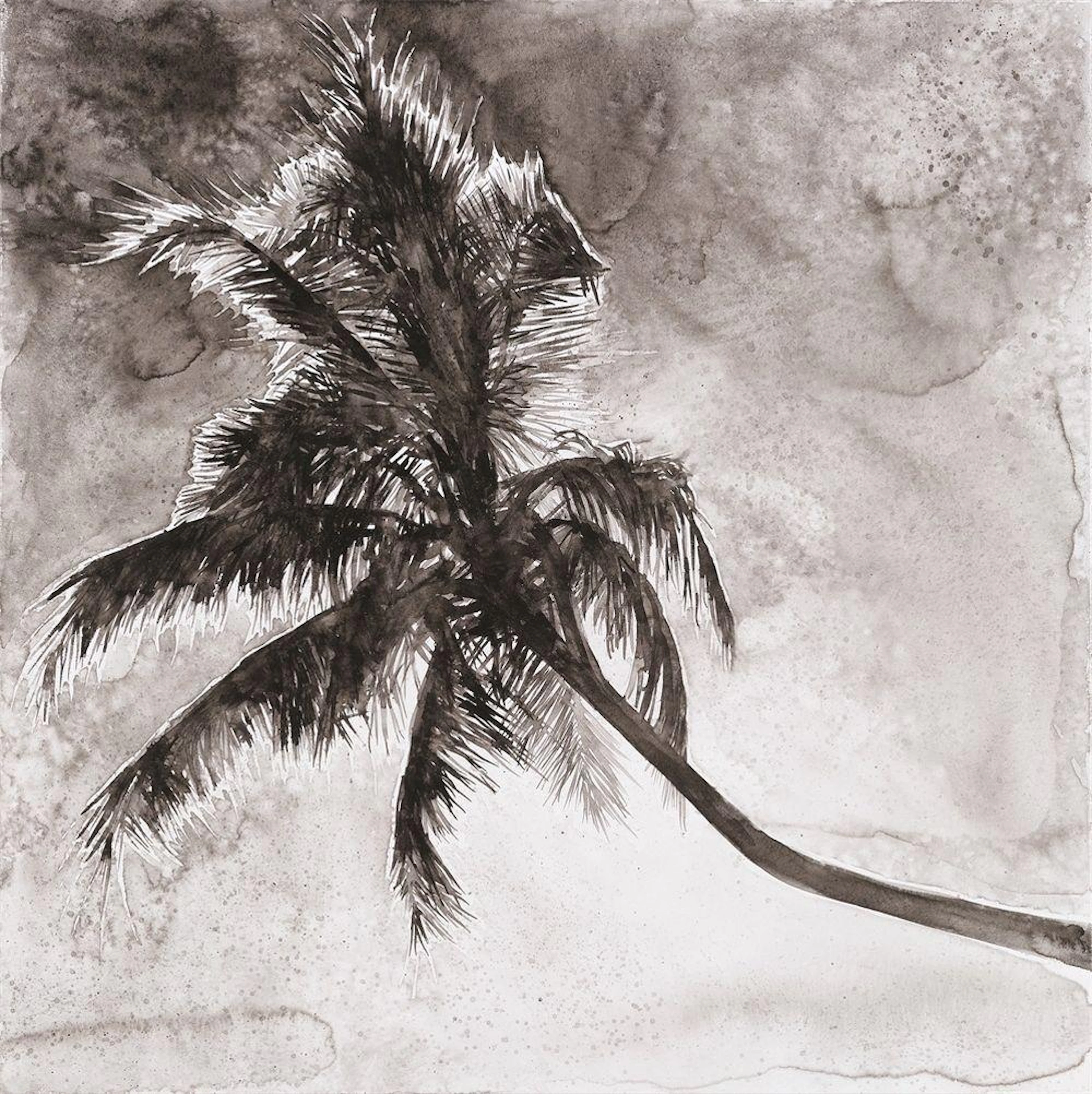 ?PALM TREE?