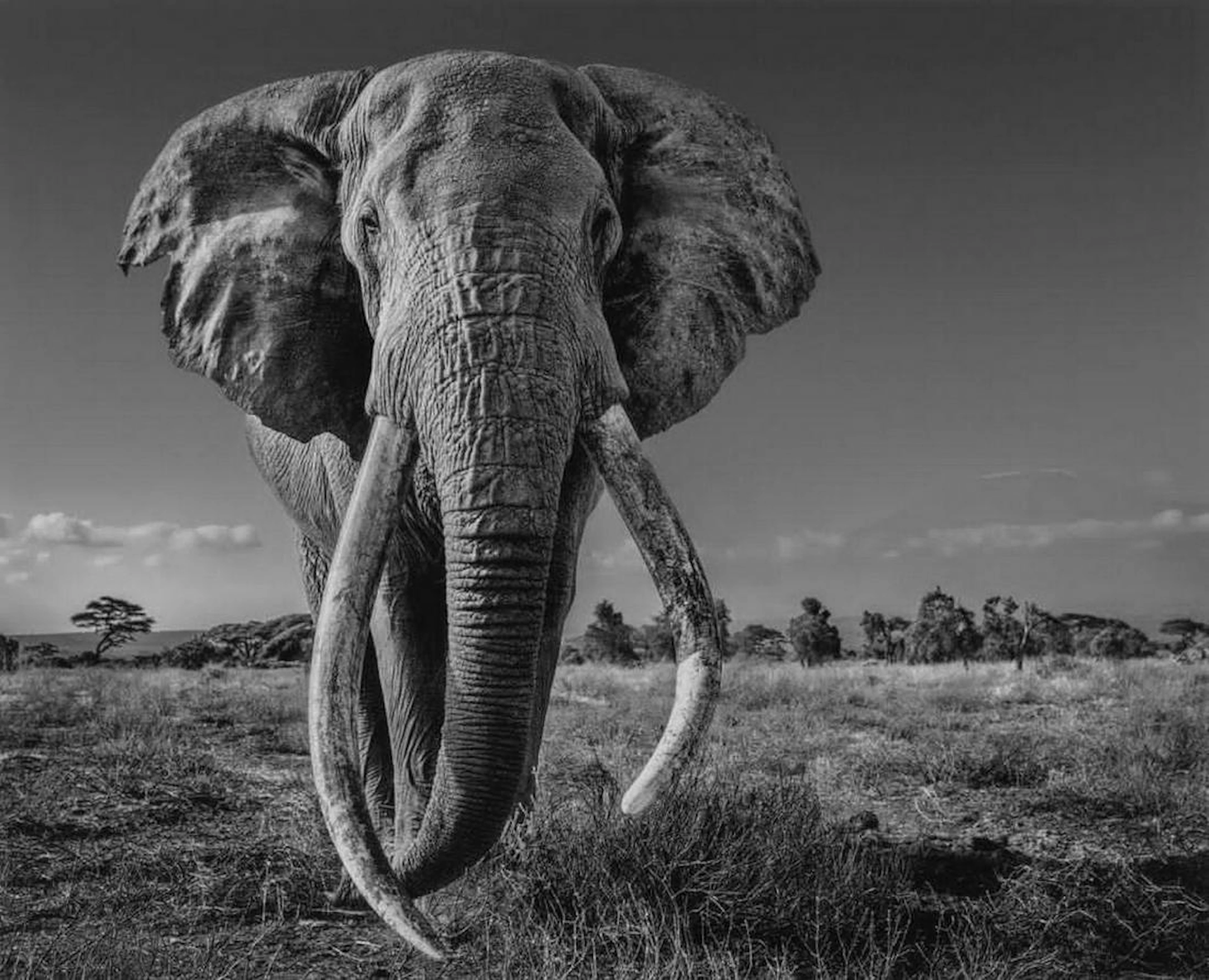 David YARROW (Né en 1966) Space for Giant Tirage