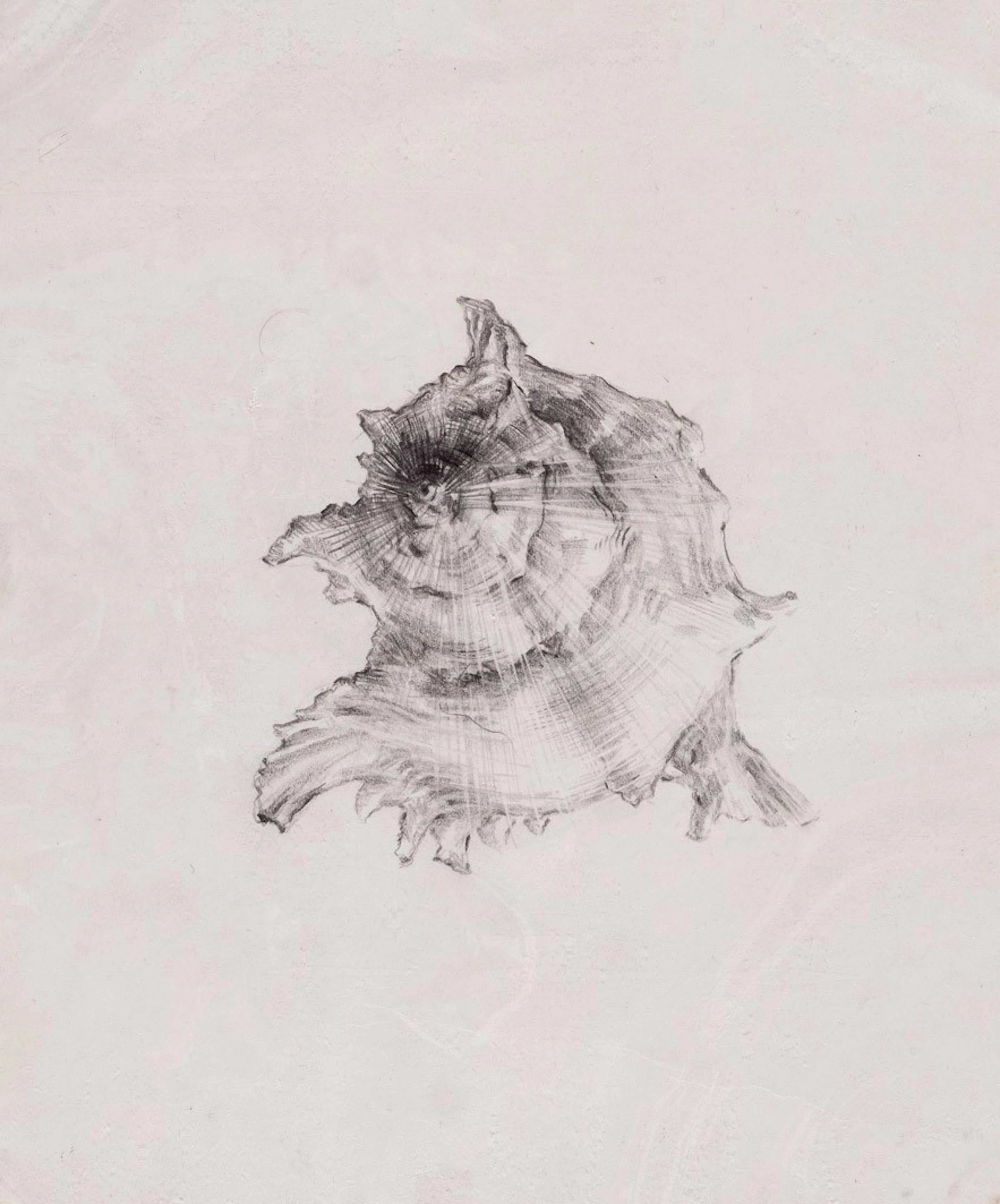 Escuela Europea S. XX. Caracola. Dibujo