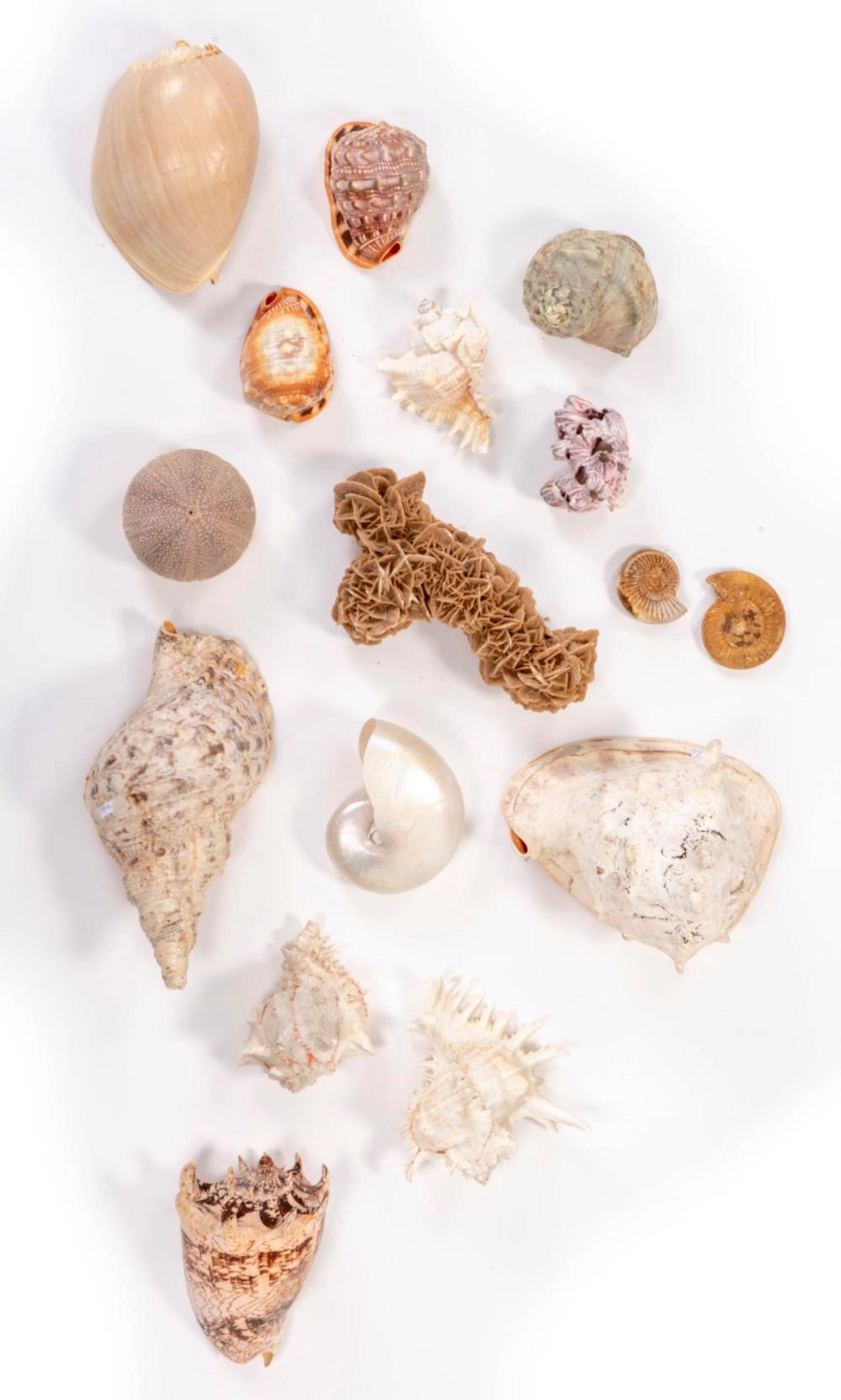 Coquillages pour cabinet de curiosités