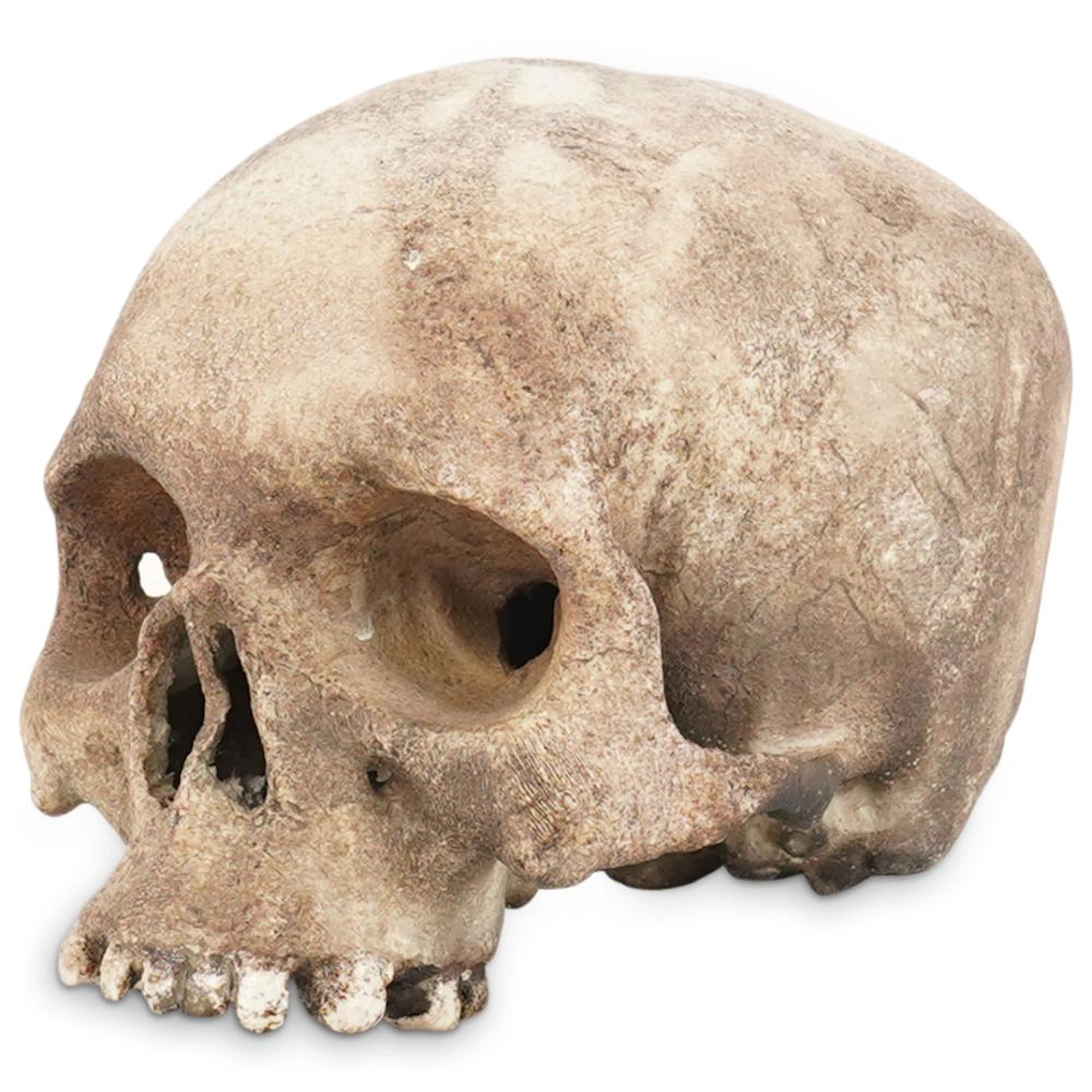Antique Ceramic Memento Mori Anatomical Skull