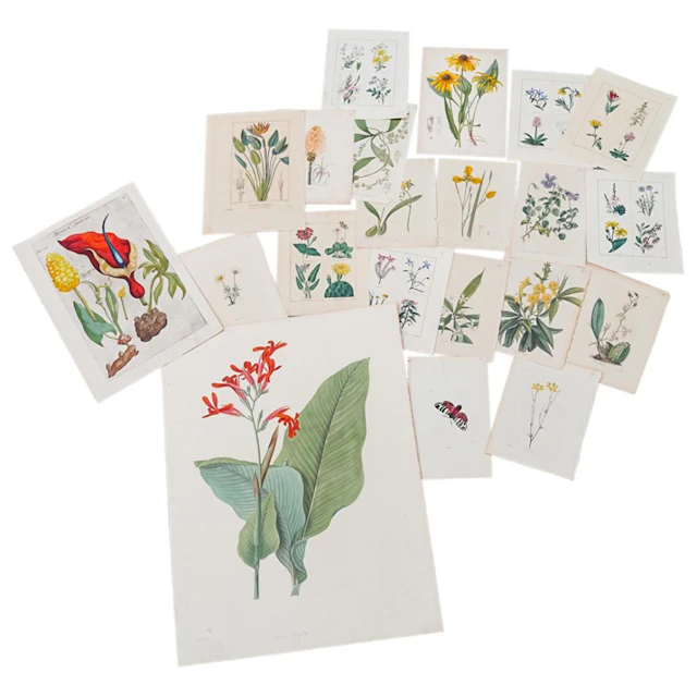 (21 Pc) Nature Engravings And Drawings