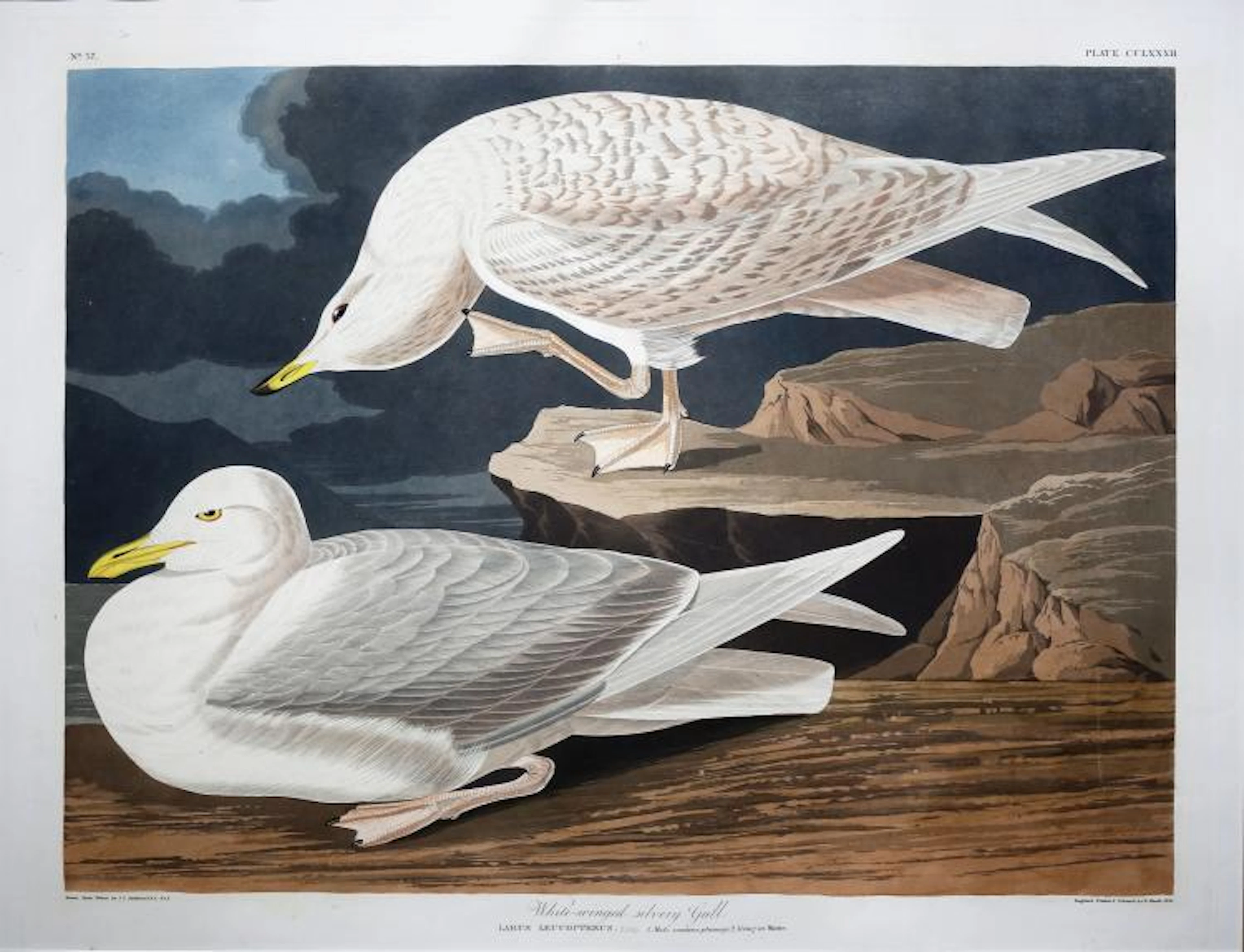 Audubon Aquatint Engraving, White Winged Silver Gull, Plate 282