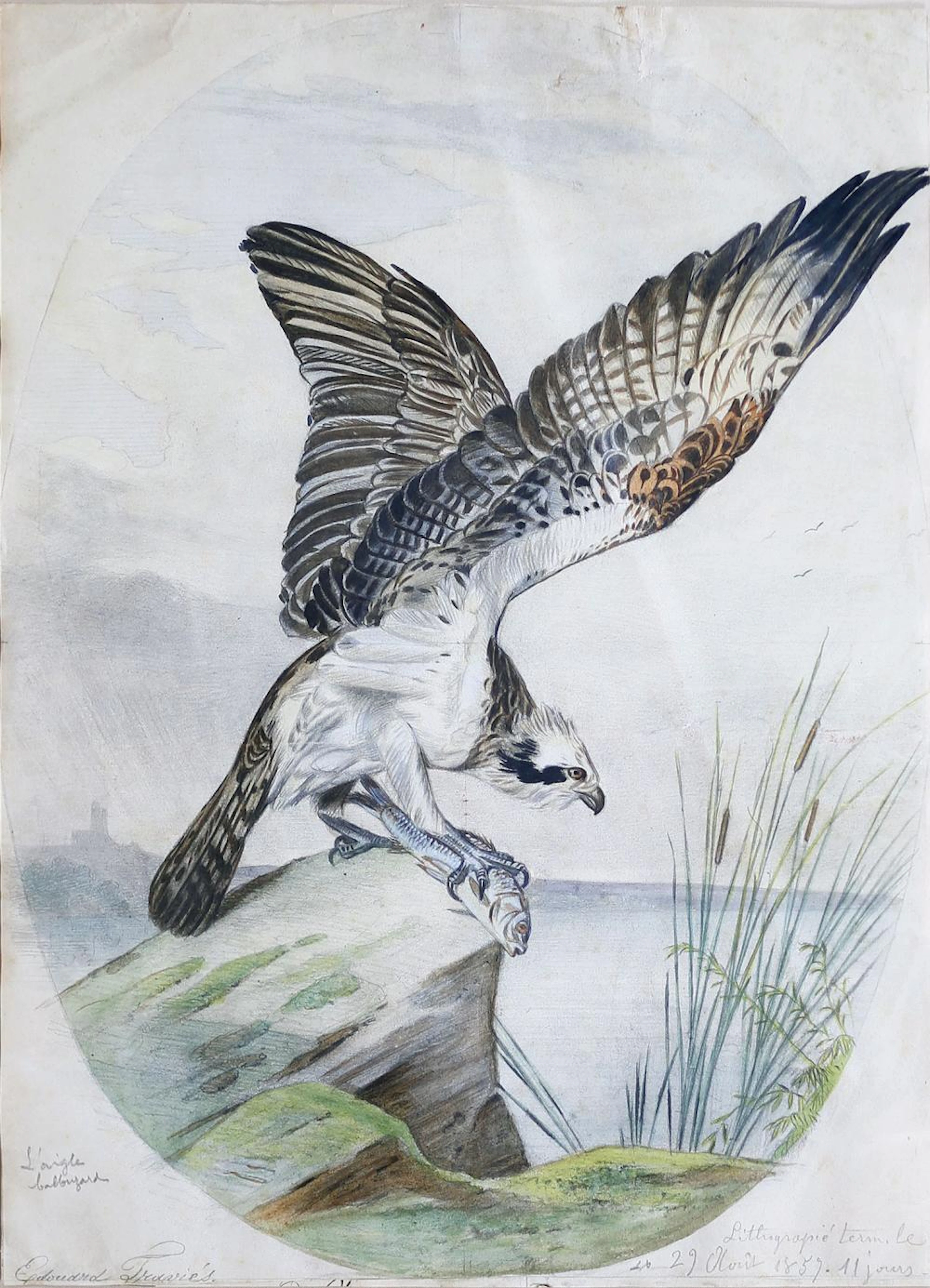 Travies Osprey Watercolor