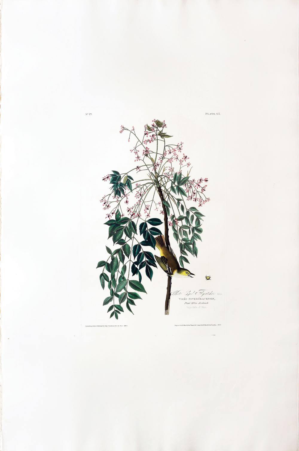 Audubon Aquatint, White-eyed Flycatcher