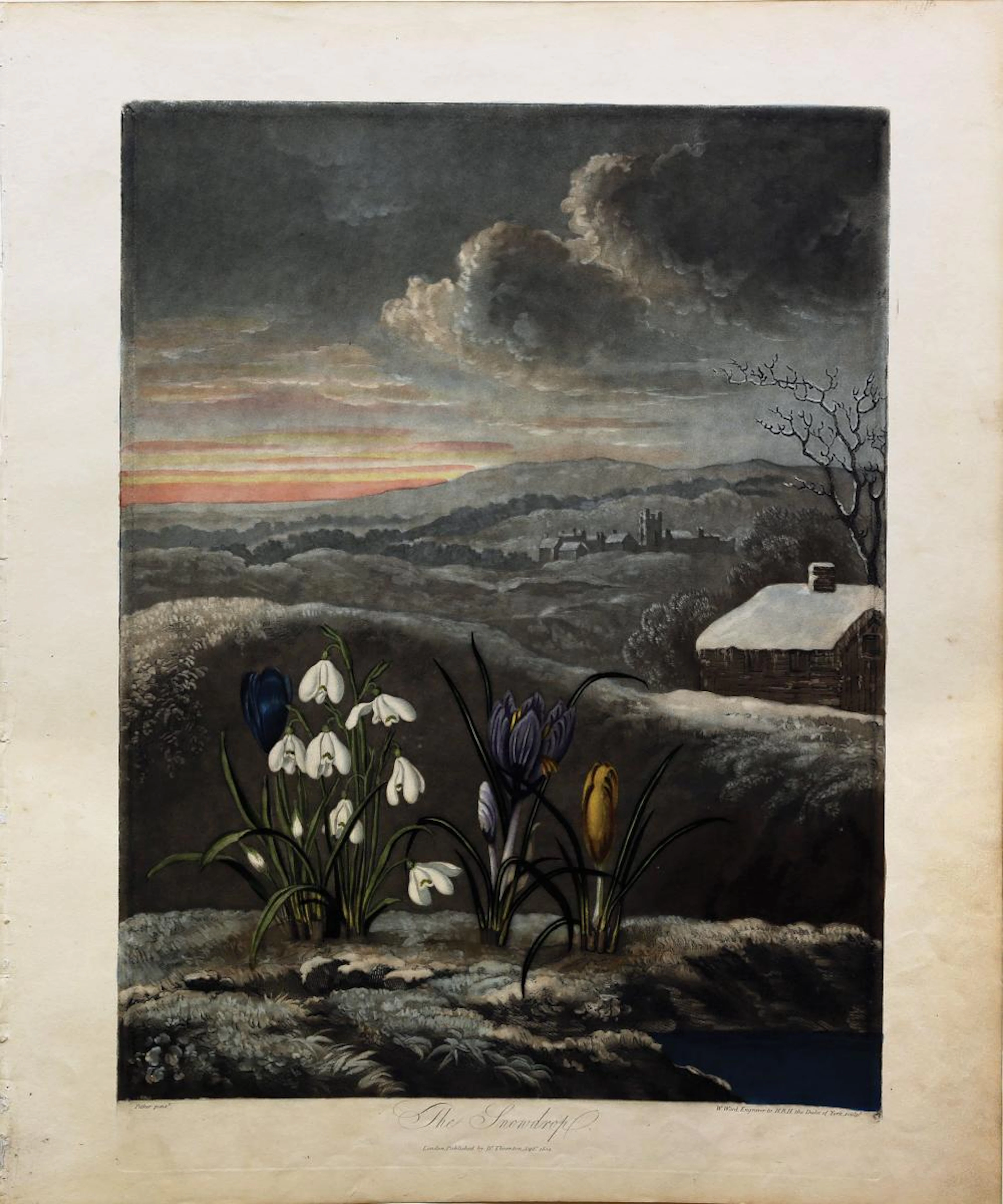Thornton Aquatint, The Snowdrop