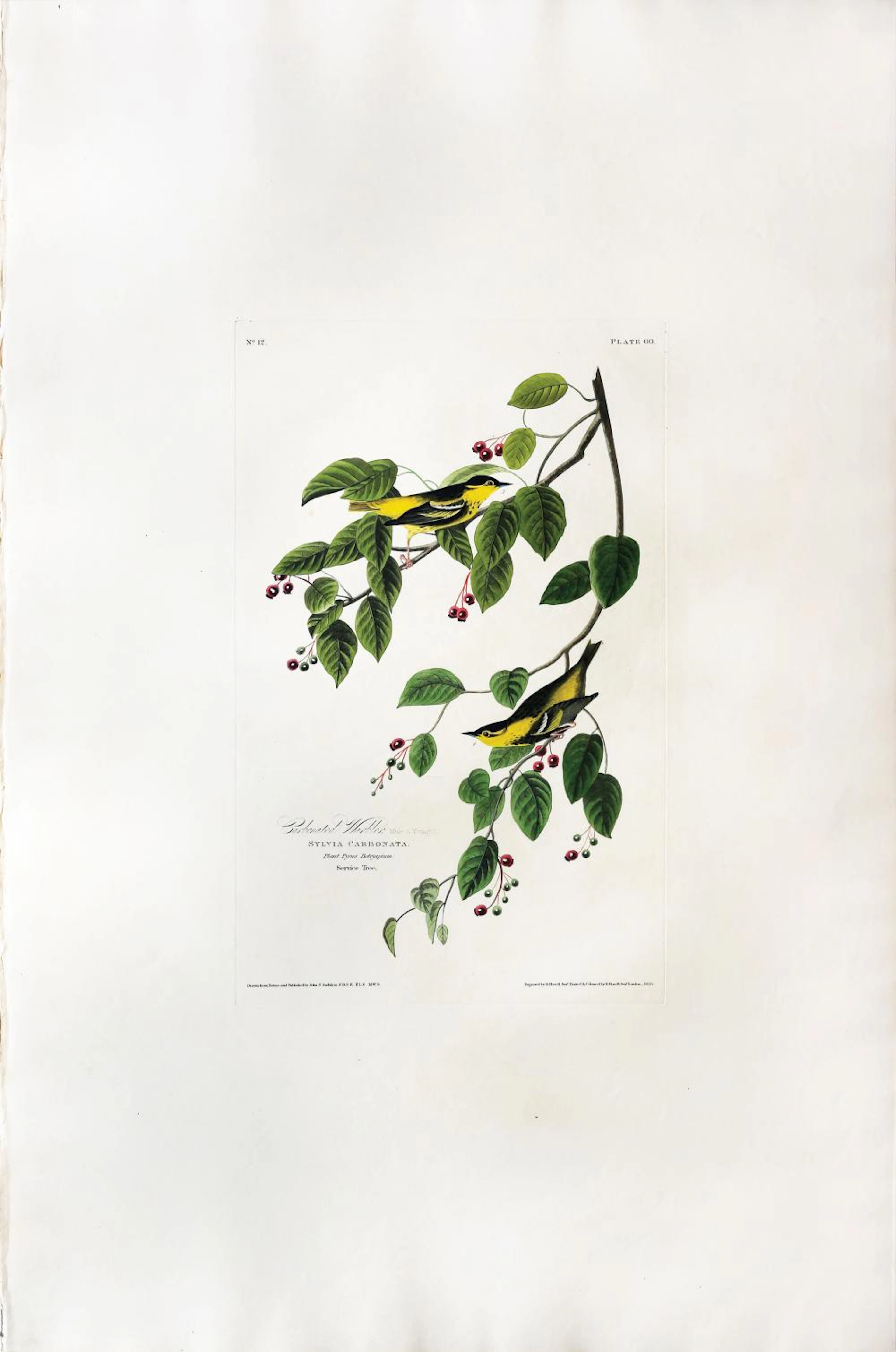 Audubon Aquatint, Carbonated Warbler