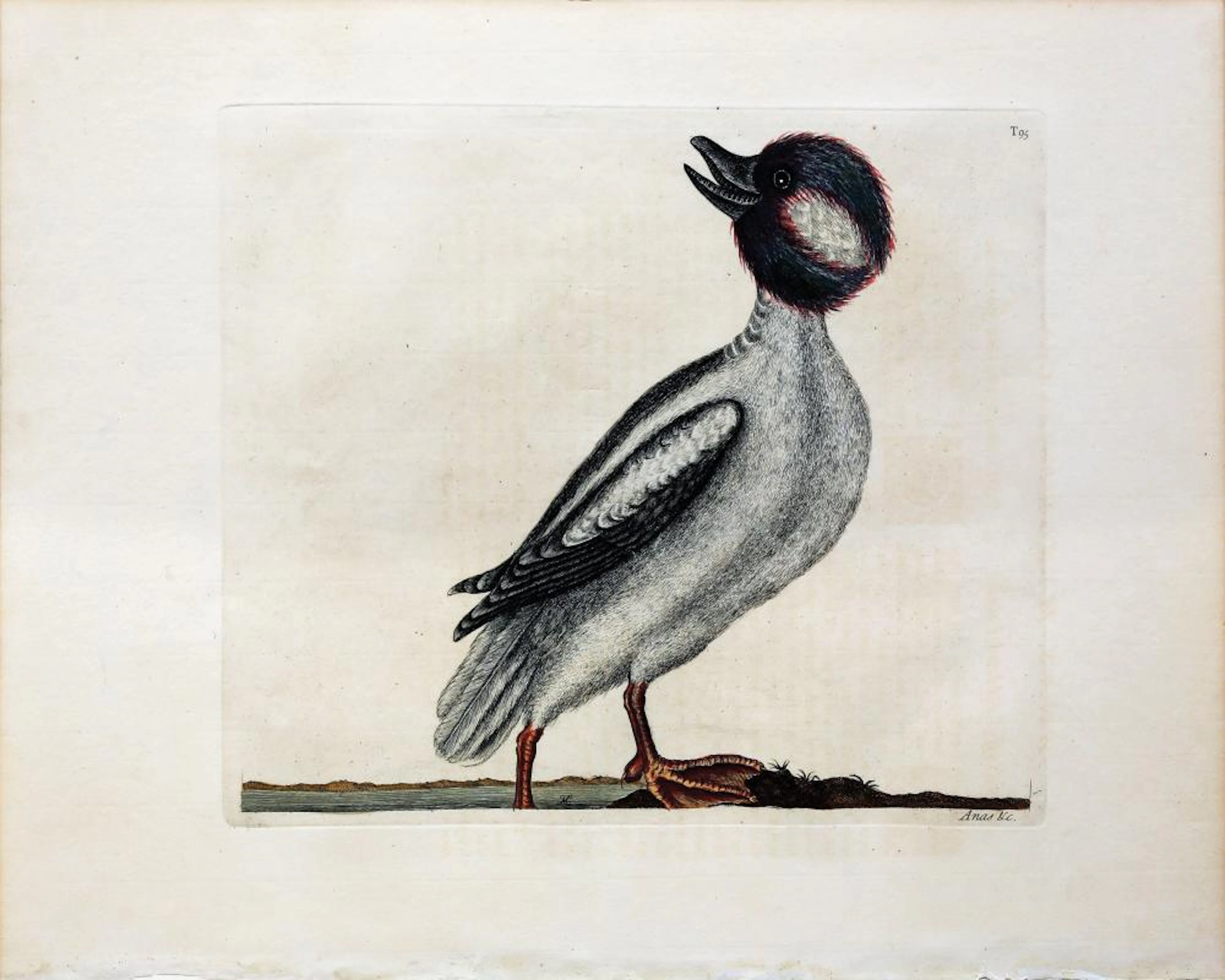 Catesby Engraving, The Buffel's Head Duck