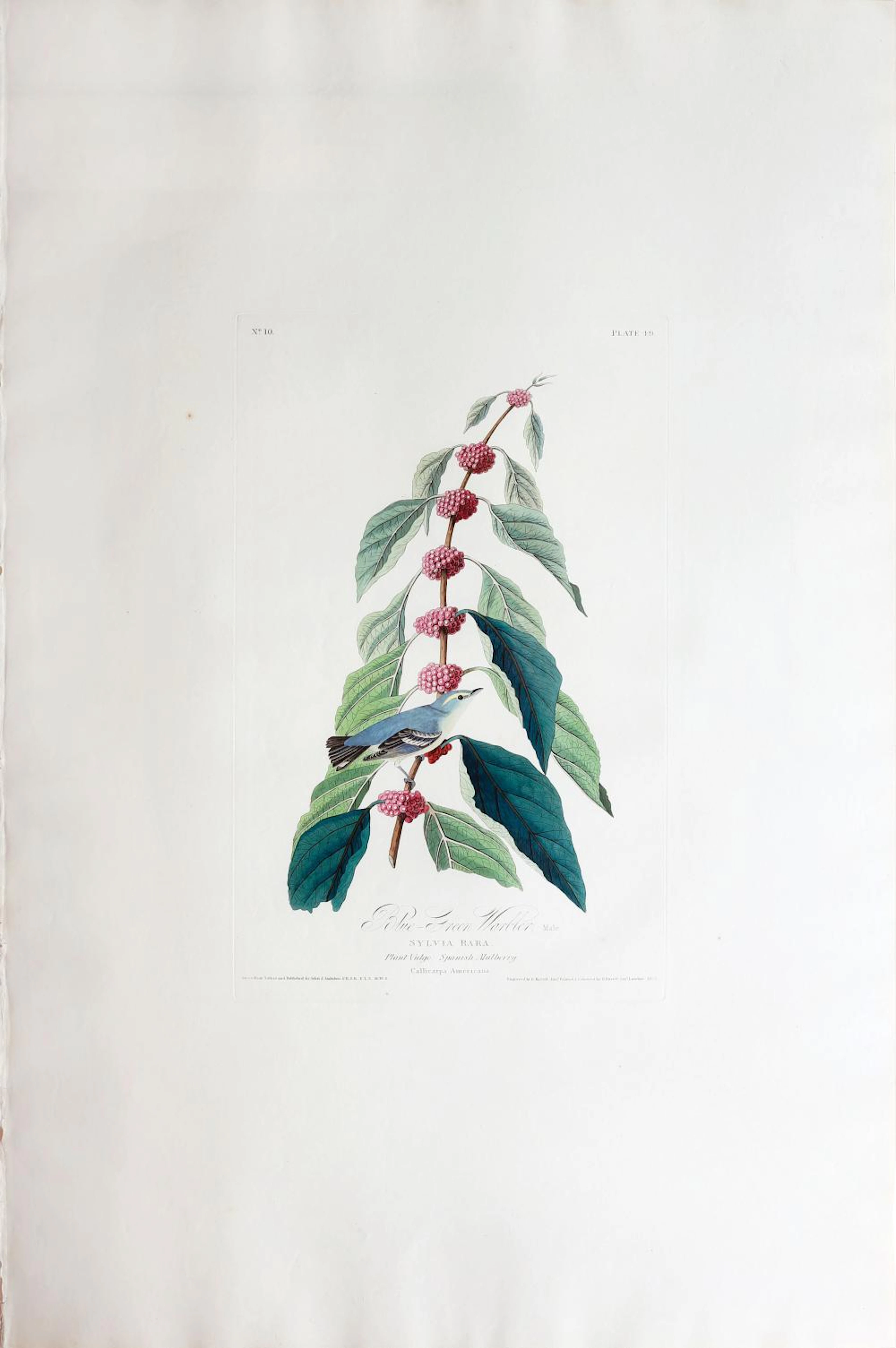 Audubon Aquatint, Blue-Green Warbler