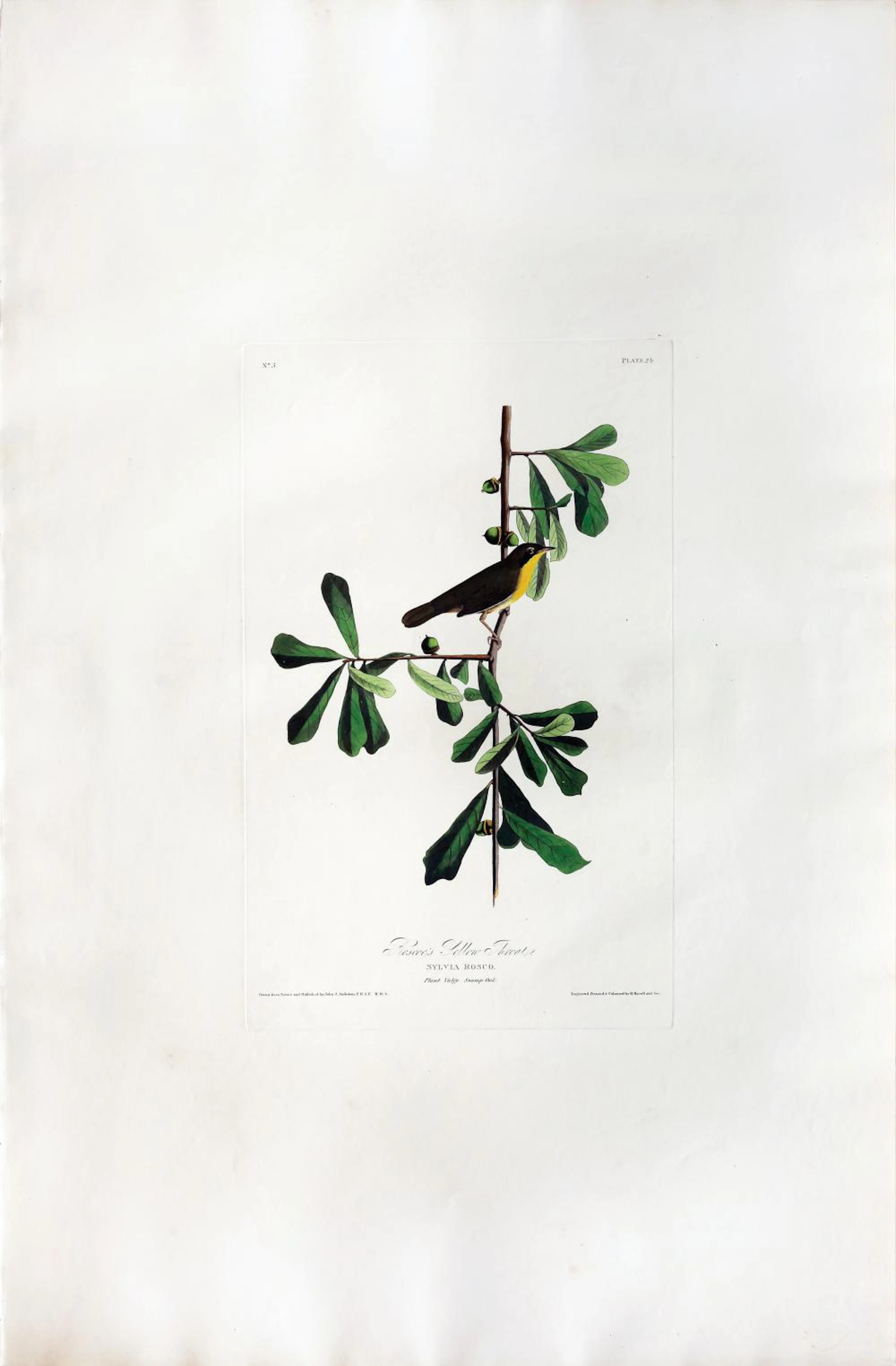 Audubon Aquatint, Roscoe's Yellow Throat