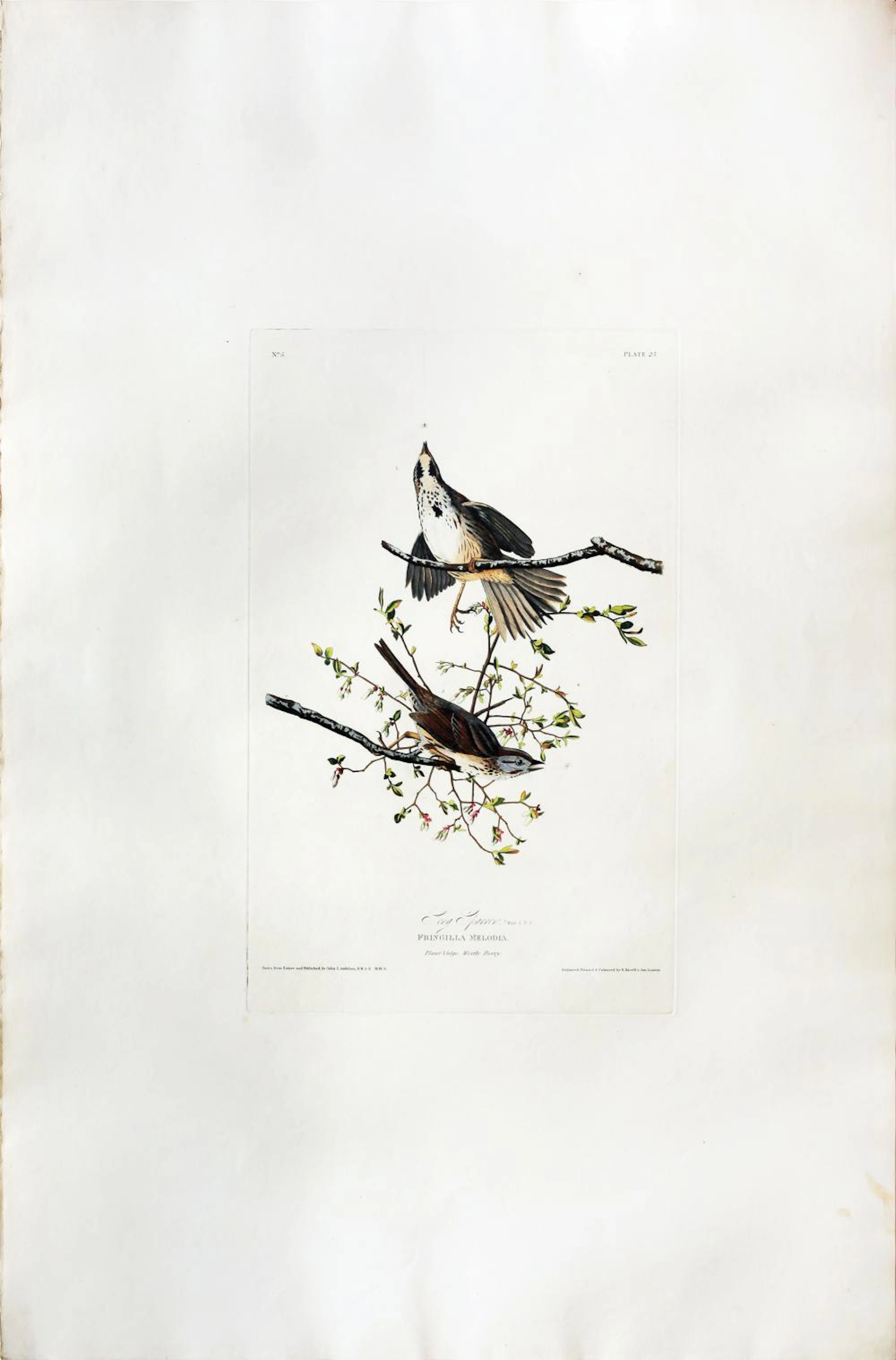 Audubon Aquatint, Song Sparrow